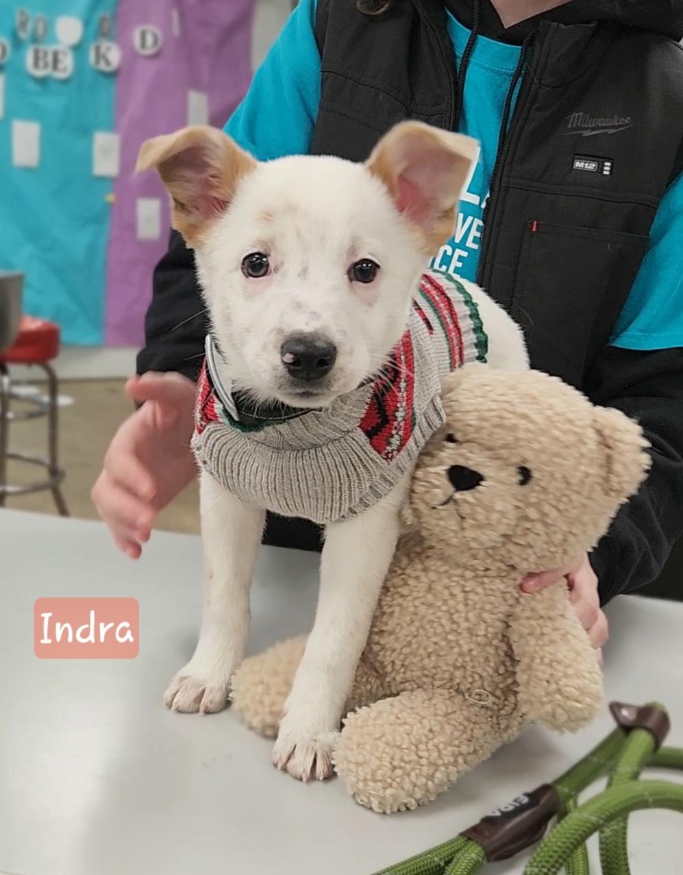 Indra ~ Puppy! thumbnail 3