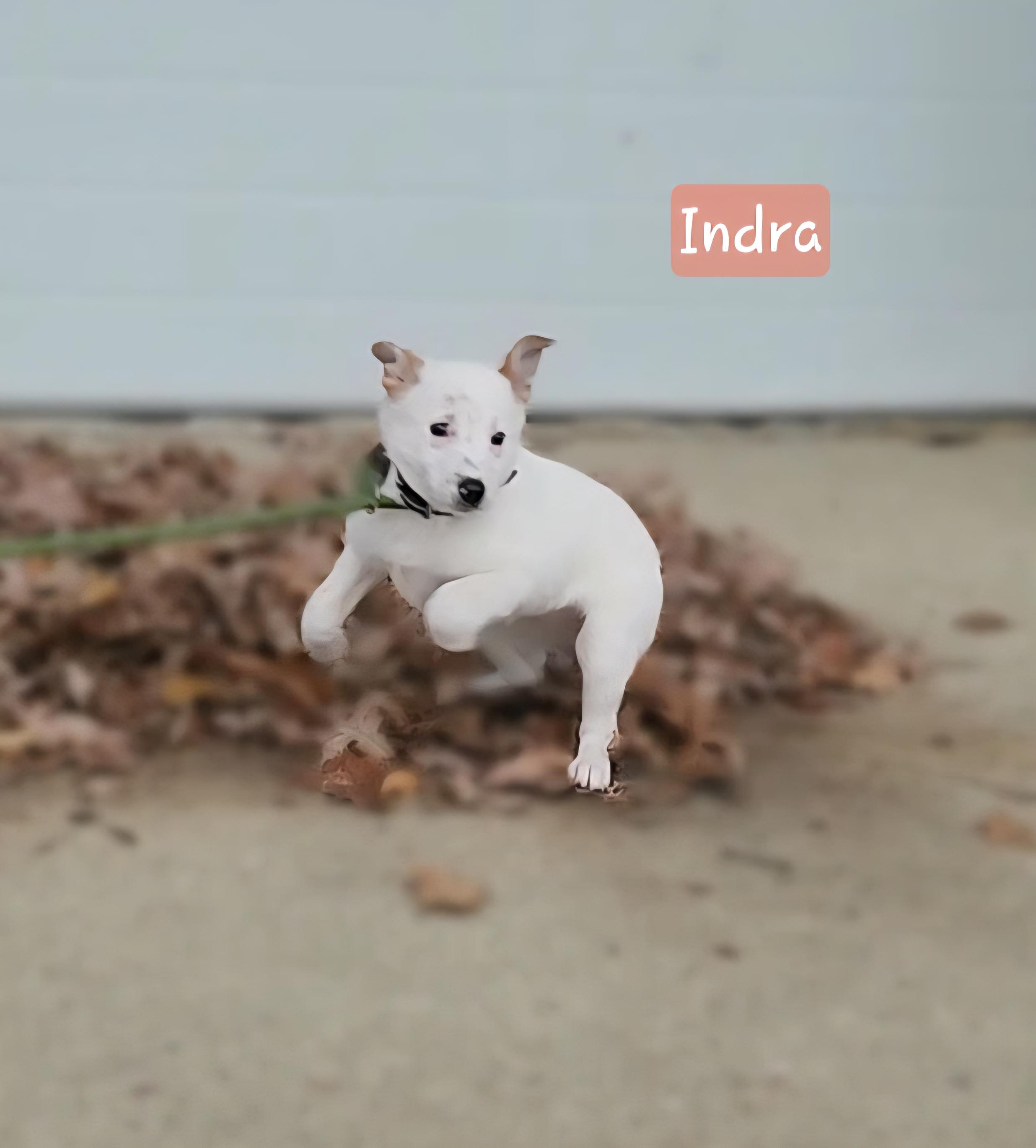 Indra ~ Puppy! thumbnail 4