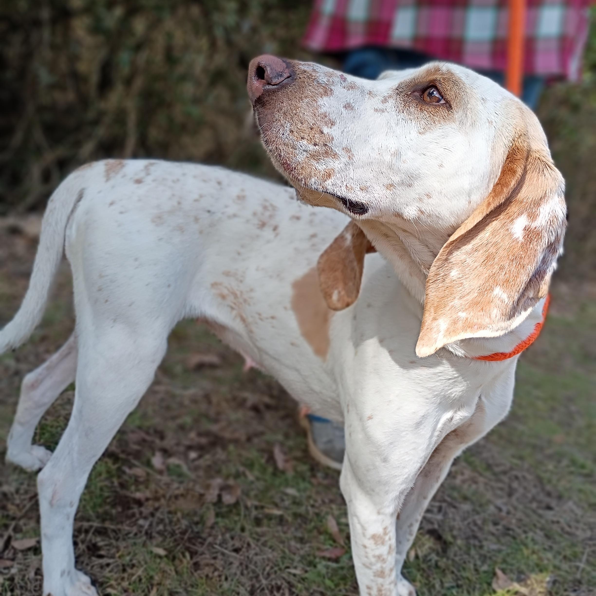 Enlarge Sadie, a ADOPTABLE mixed breed in Maynardville, TN image 1/1