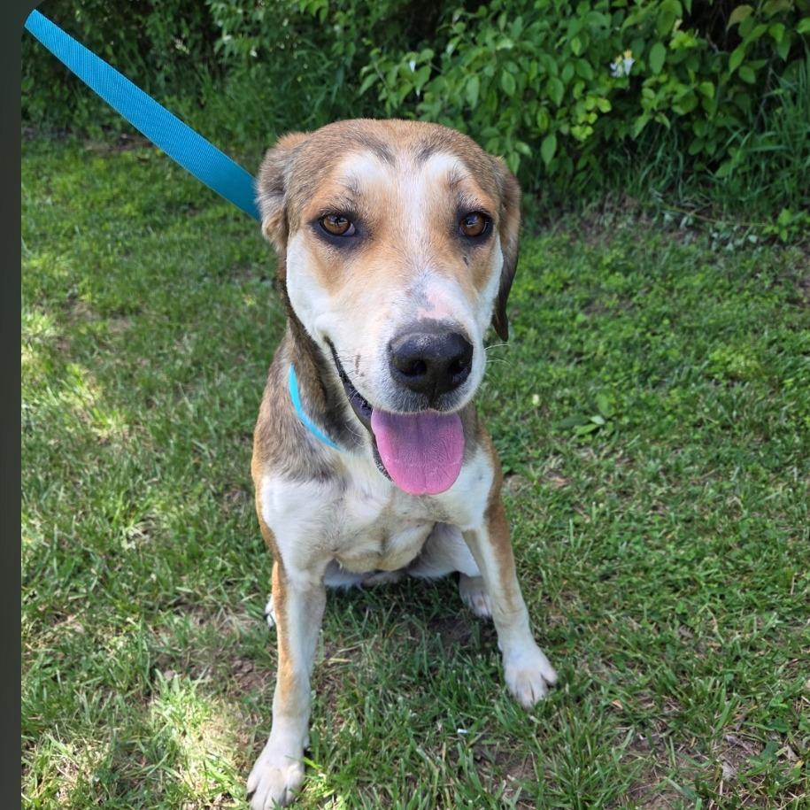 Blanche, a ADOPTABLE Hound in Sulphur, KY image 1/2