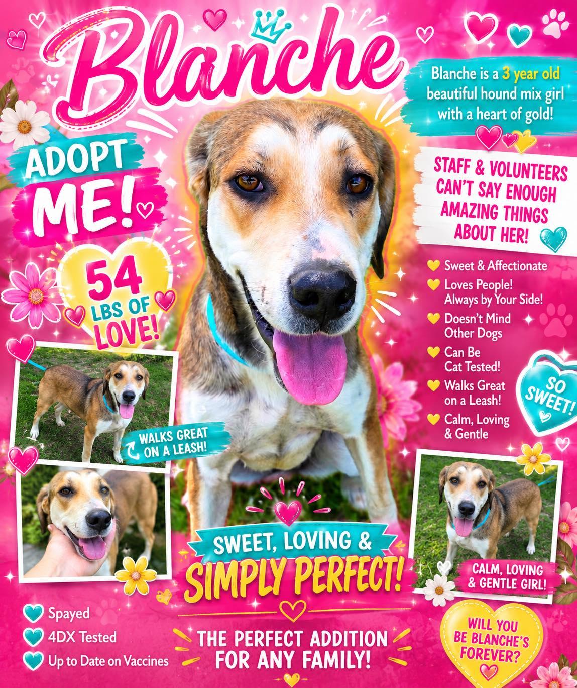 Blanche, a ADOPTABLE Hound in Sulphur, KY image 2/2