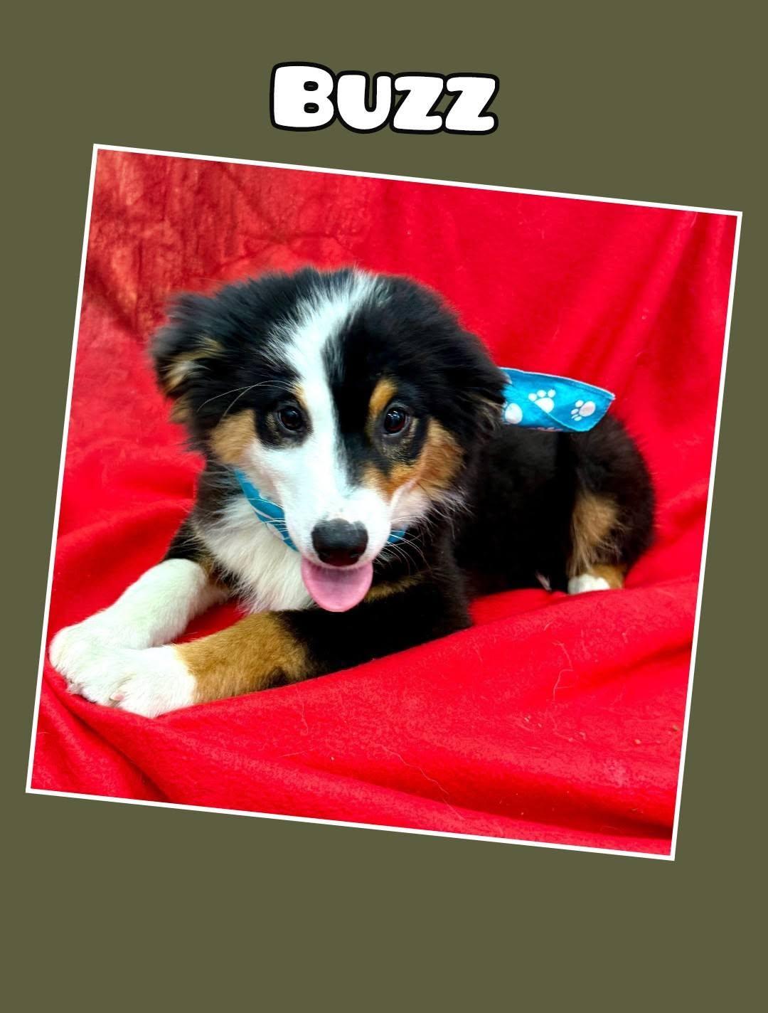 Enlarge Buzz, a ADOPTABLE Australian Shepherd in East Sparta, OH image 1/2