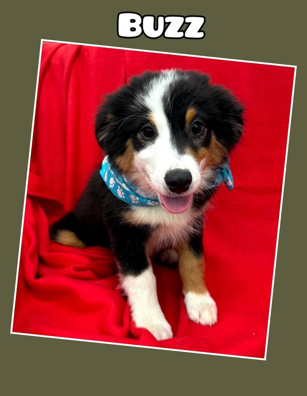 Enlarge Buzz, a ADOPTABLE Australian Shepherd in East Sparta, OH image 2/2