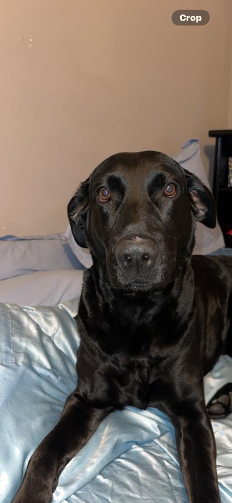 AC Layla, Adopted, Adult Female Labrador Retriever.