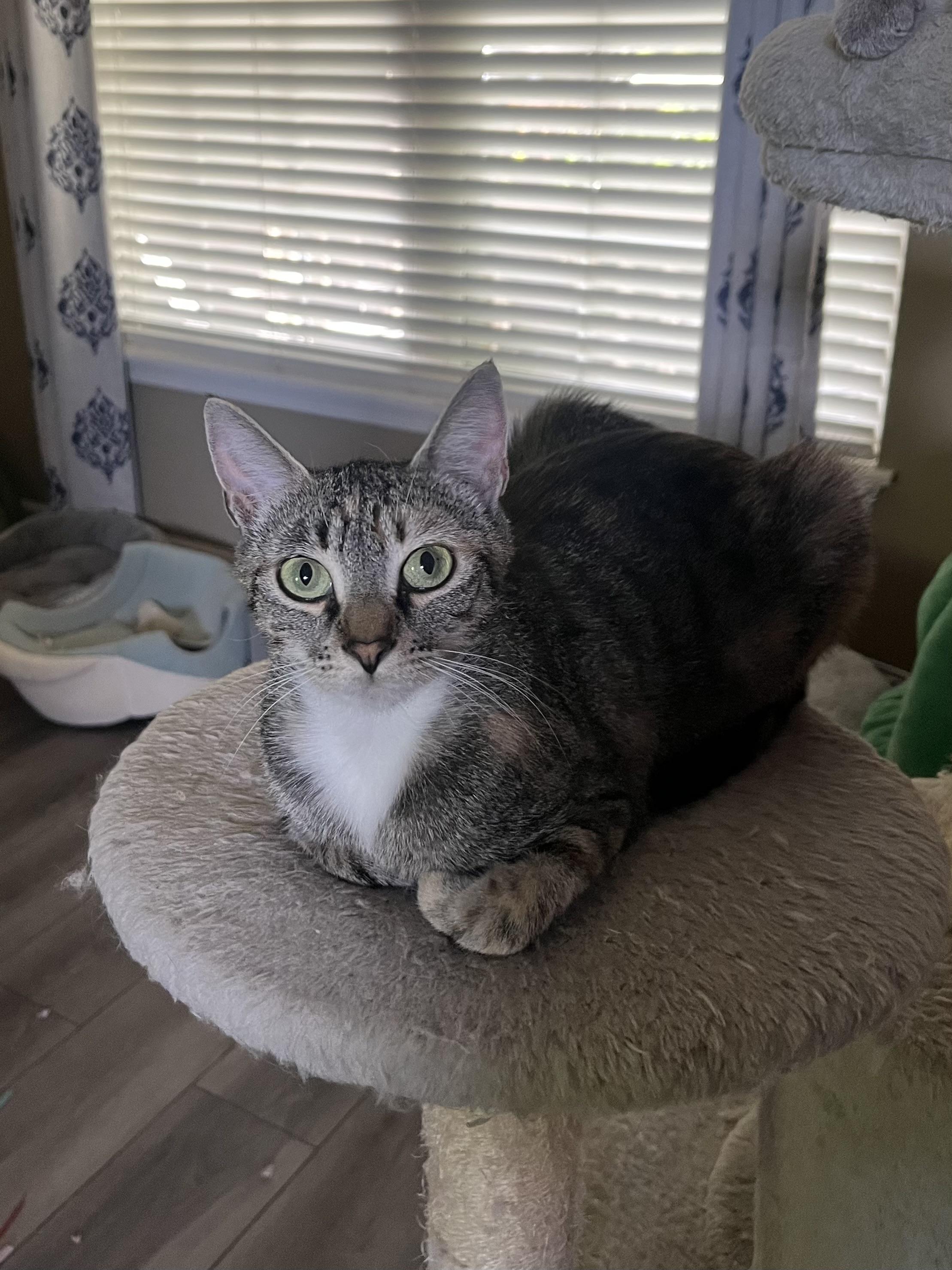 Charlotte, a Adoptable Domestic Short Hair in Plainfield, IL image 2/6