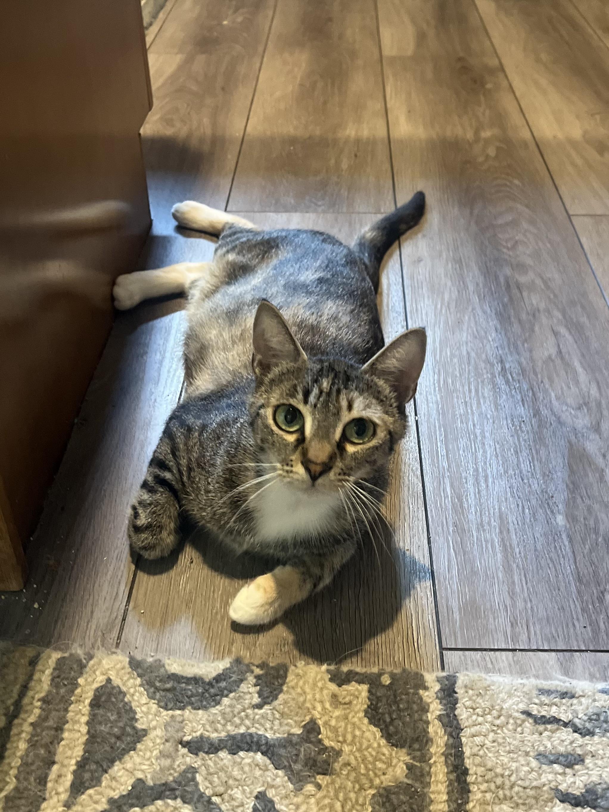 Charlotte, Adoptable, Adult Female Domestic Short Hair.