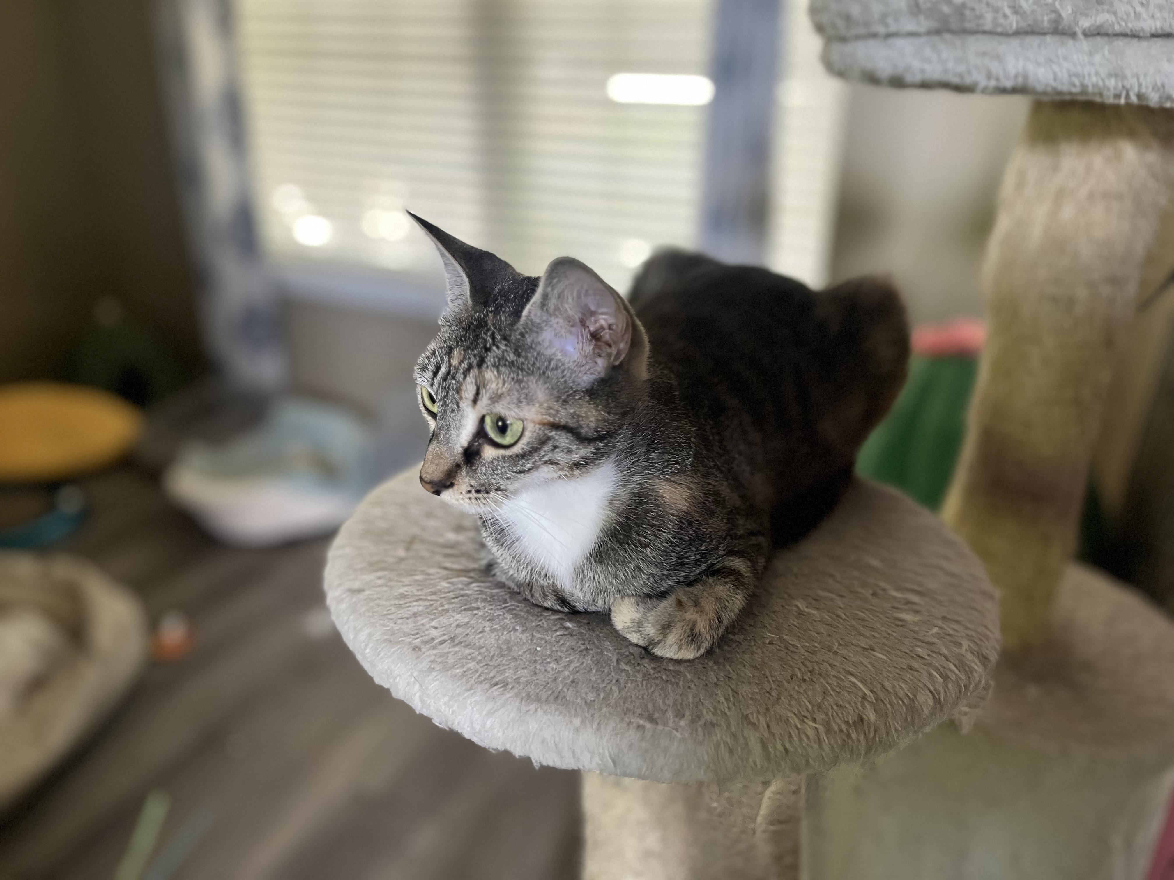 Charlotte, a Adoptable Domestic Short Hair in Plainfield, IL image 5/6