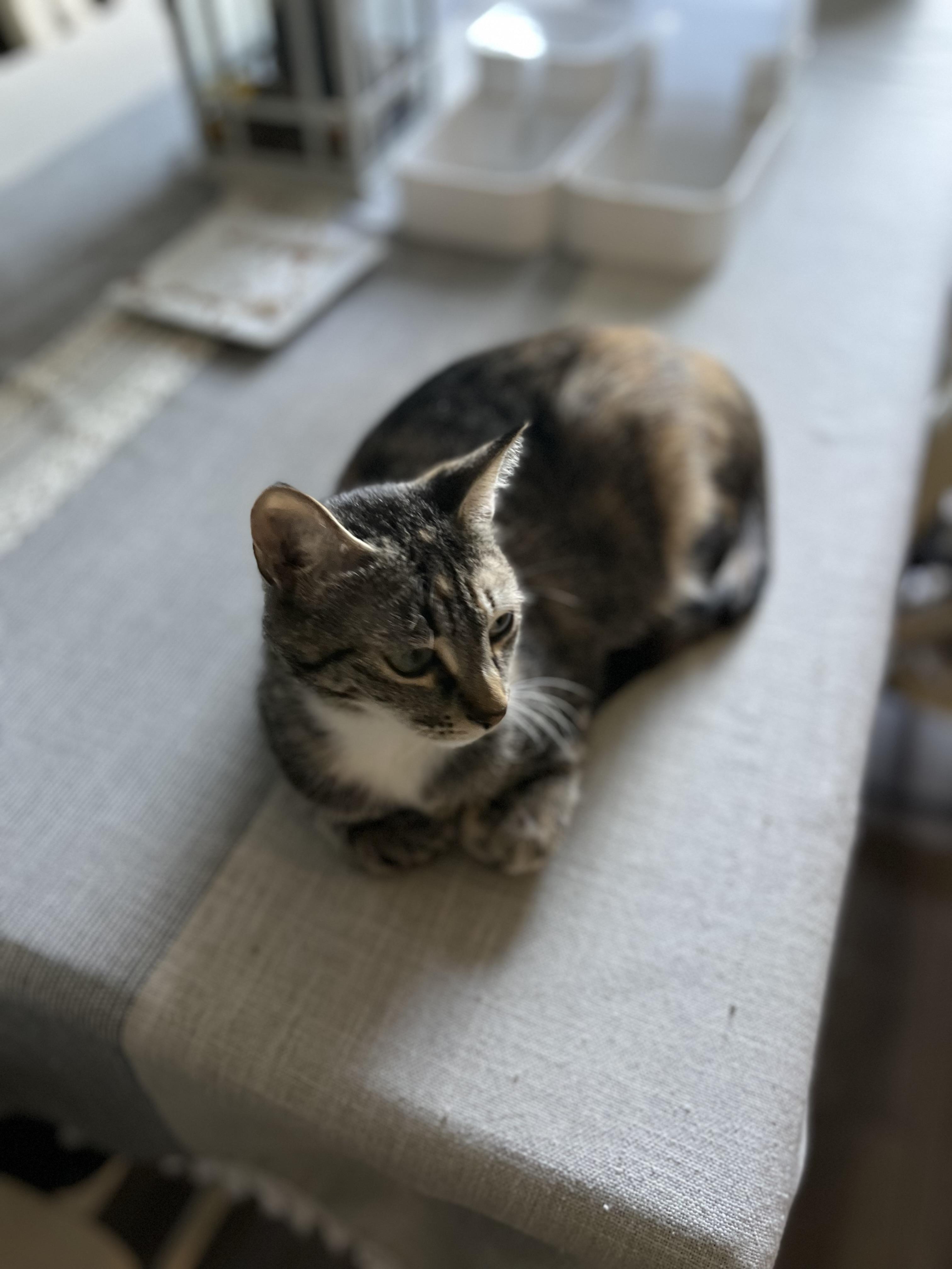 Charlotte, a Adoptable Domestic Short Hair in Plainfield, IL image 6/6