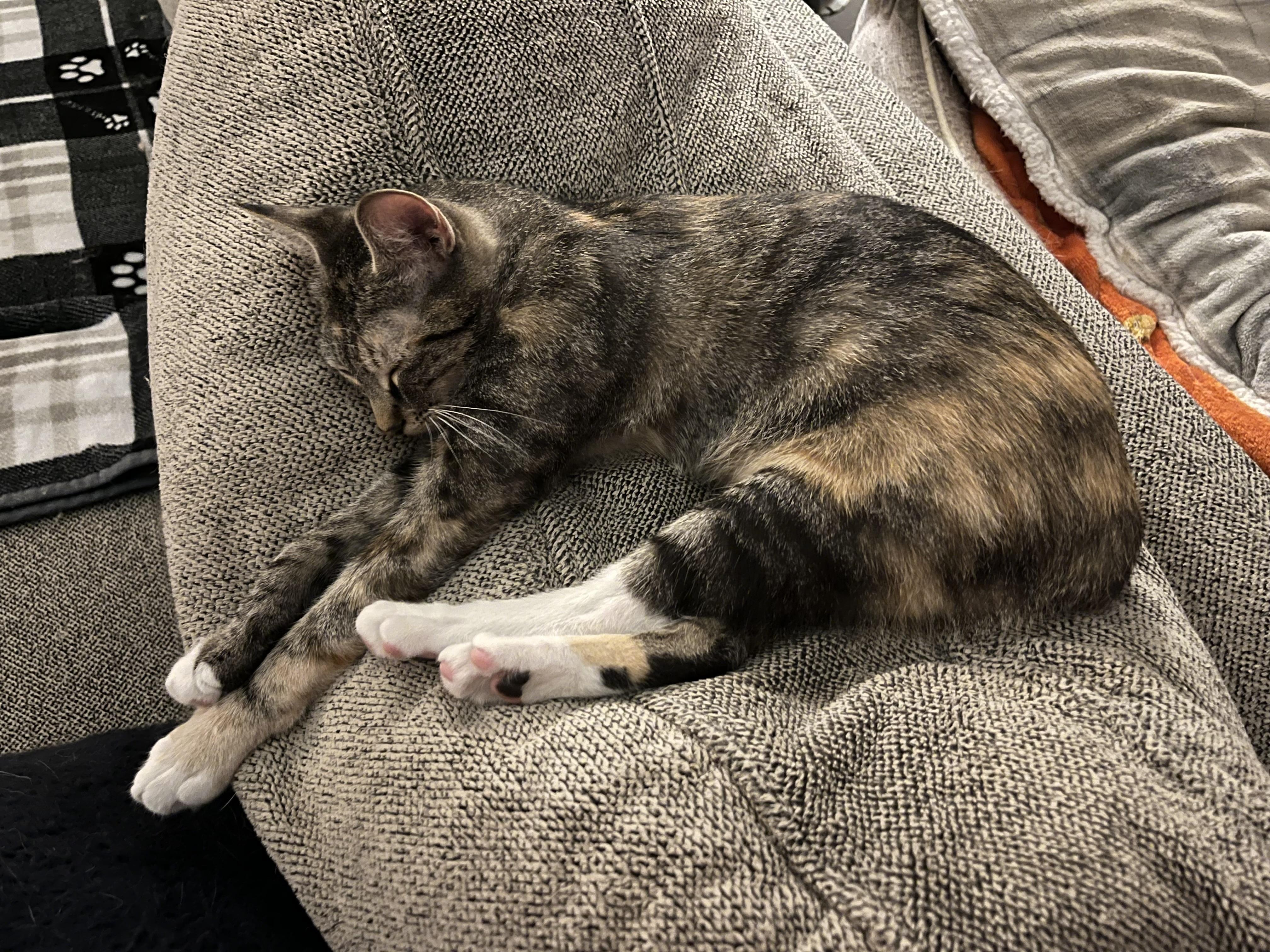 Charlotte, a Adoptable Domestic Short Hair in Plainfield, IL image 4/6