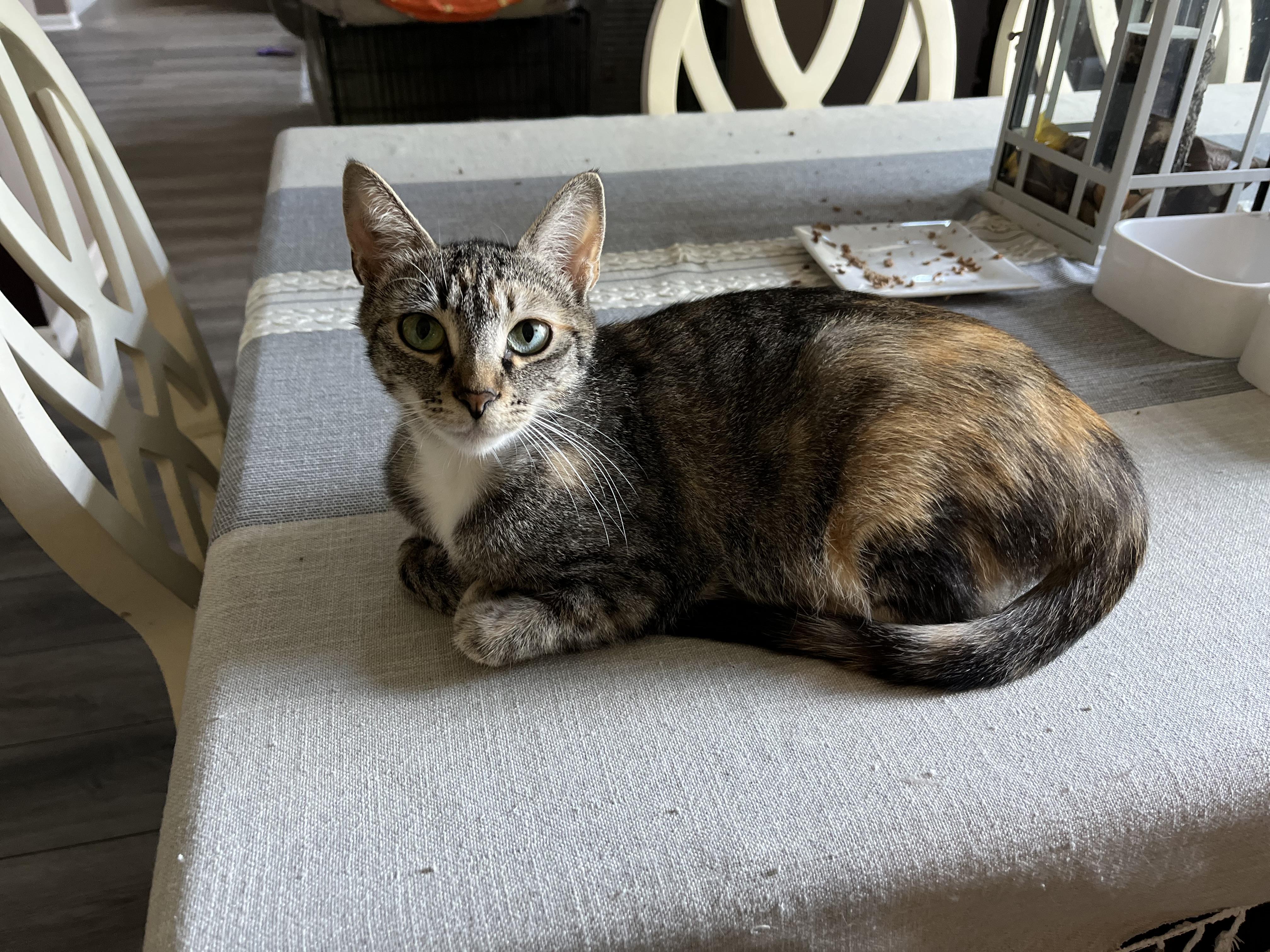 Charlotte, a Adoptable Domestic Short Hair in Plainfield, IL image 3/6