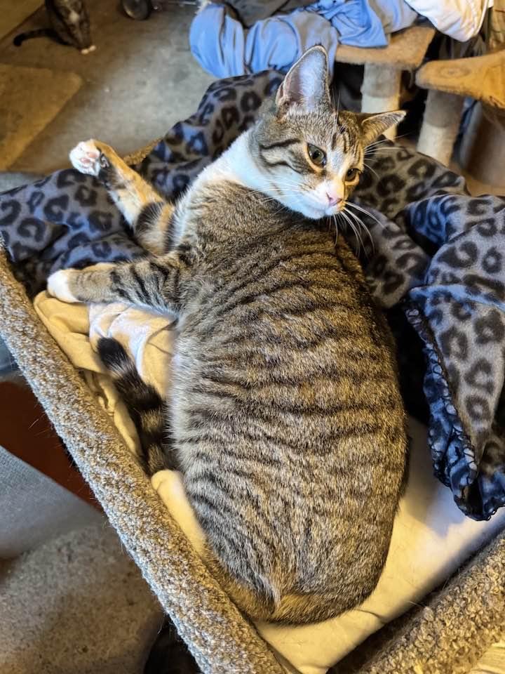 Enlarge Parker, a Adoptable Domestic Short Hair in Columbia, SC image 2/3