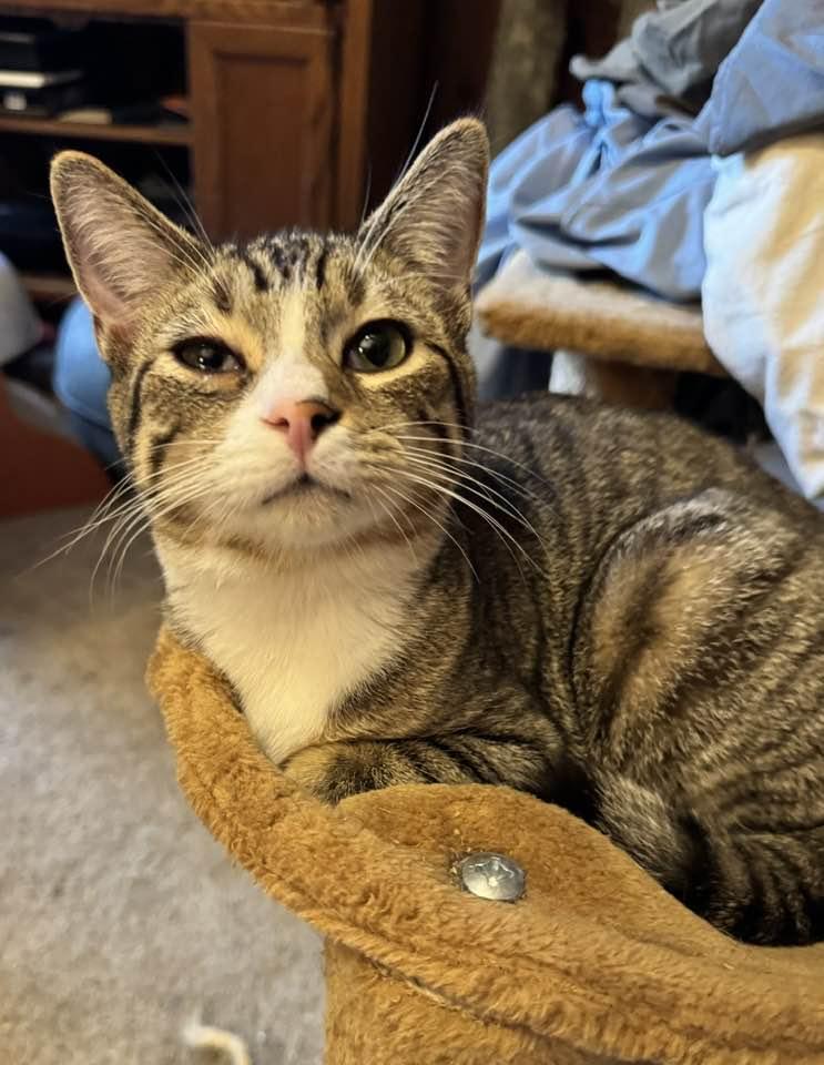 Enlarge Parker, a Adoptable Domestic Short Hair in Columbia, SC image 1/3