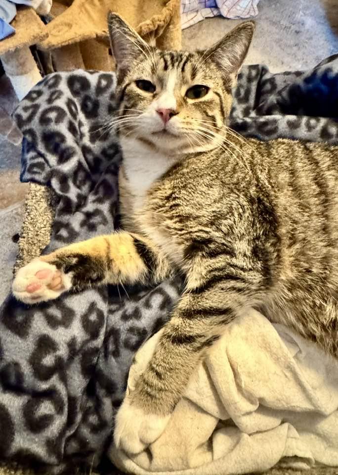 Enlarge Parker, a Adoptable Domestic Short Hair in Columbia, SC image 3/3