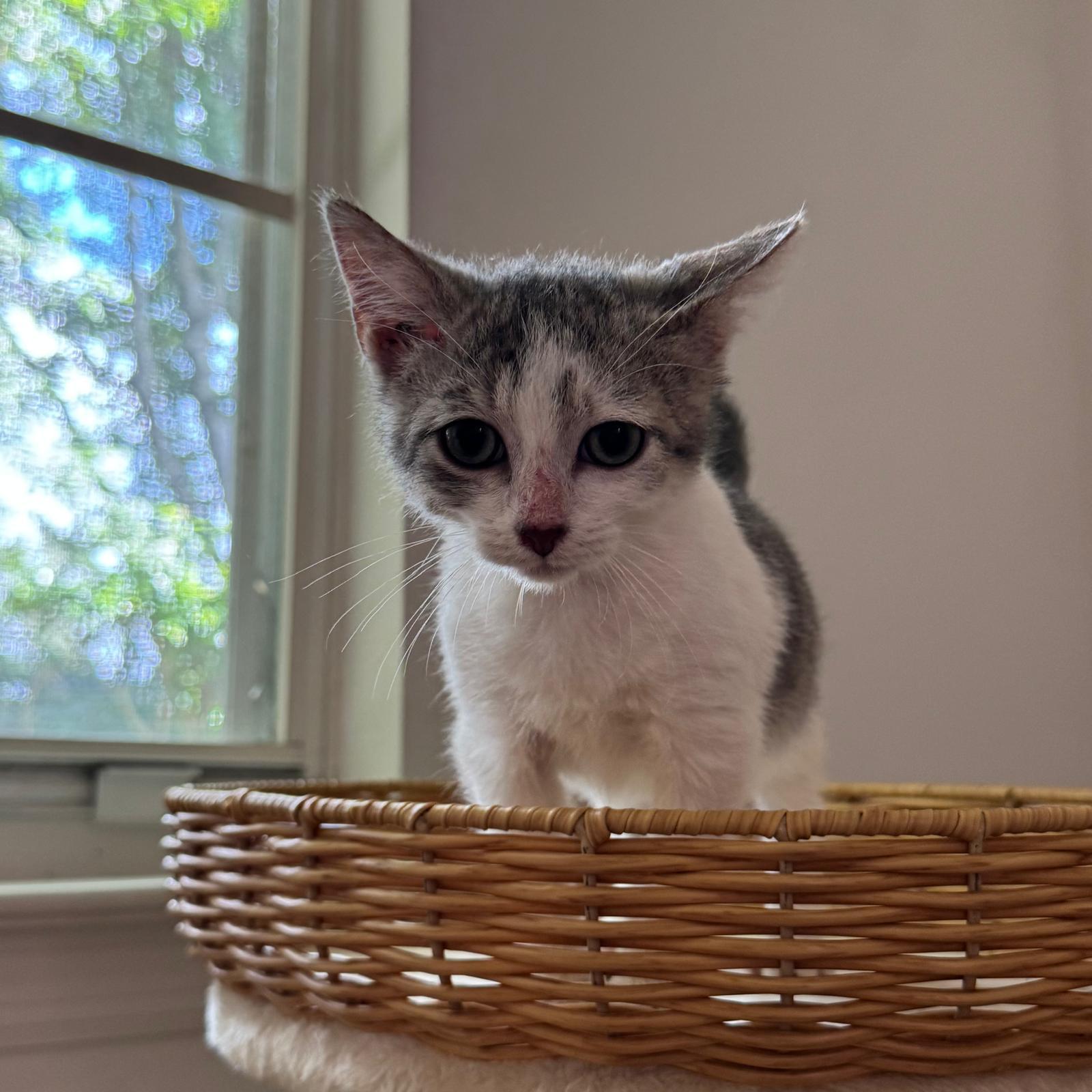 Enlarge Pine, a Adoptable Domestic Short Hair in Gainesville, FL image 2/3