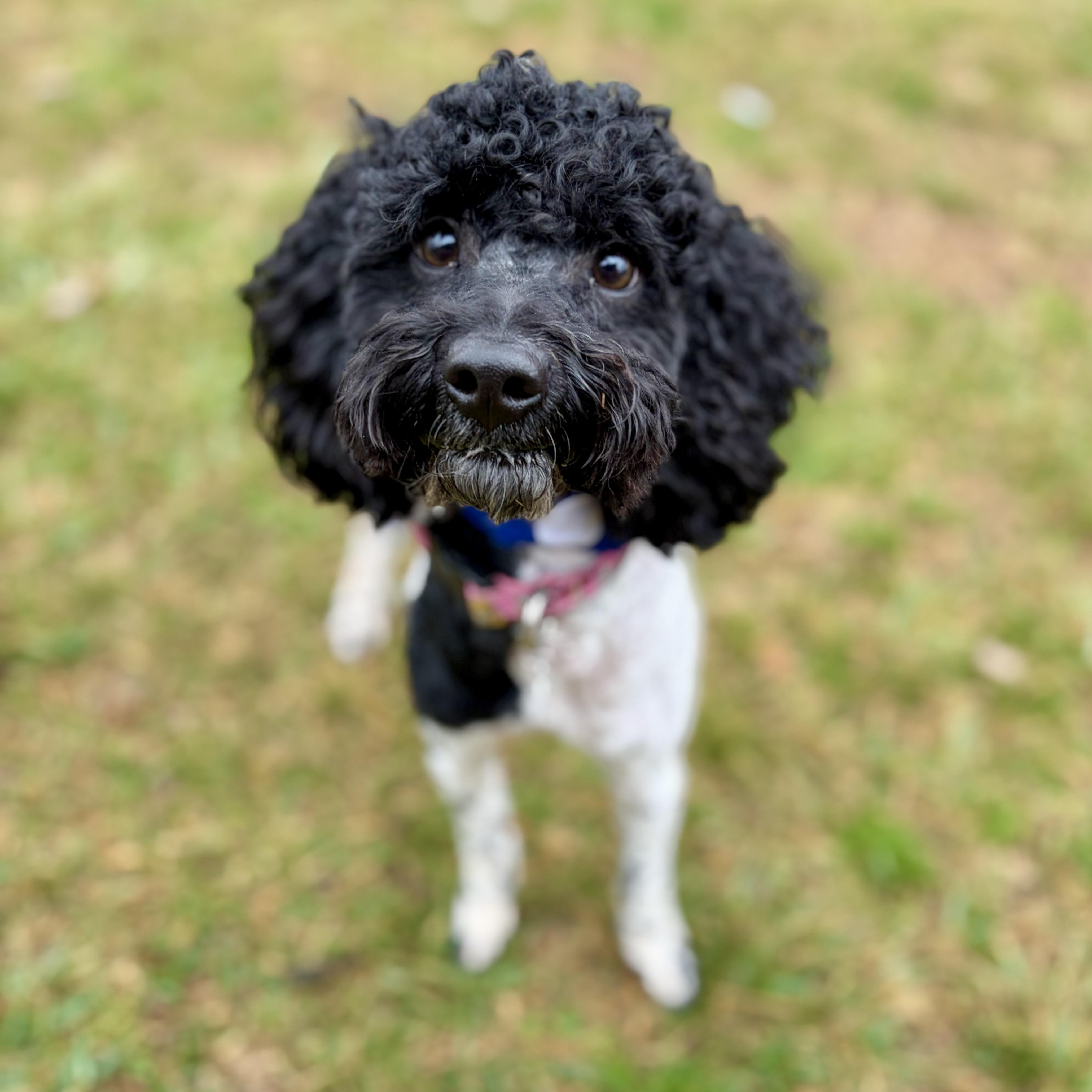 Enlarge Teddy, an adopted Miniature Poodle in Greensboro, NC image 6/6