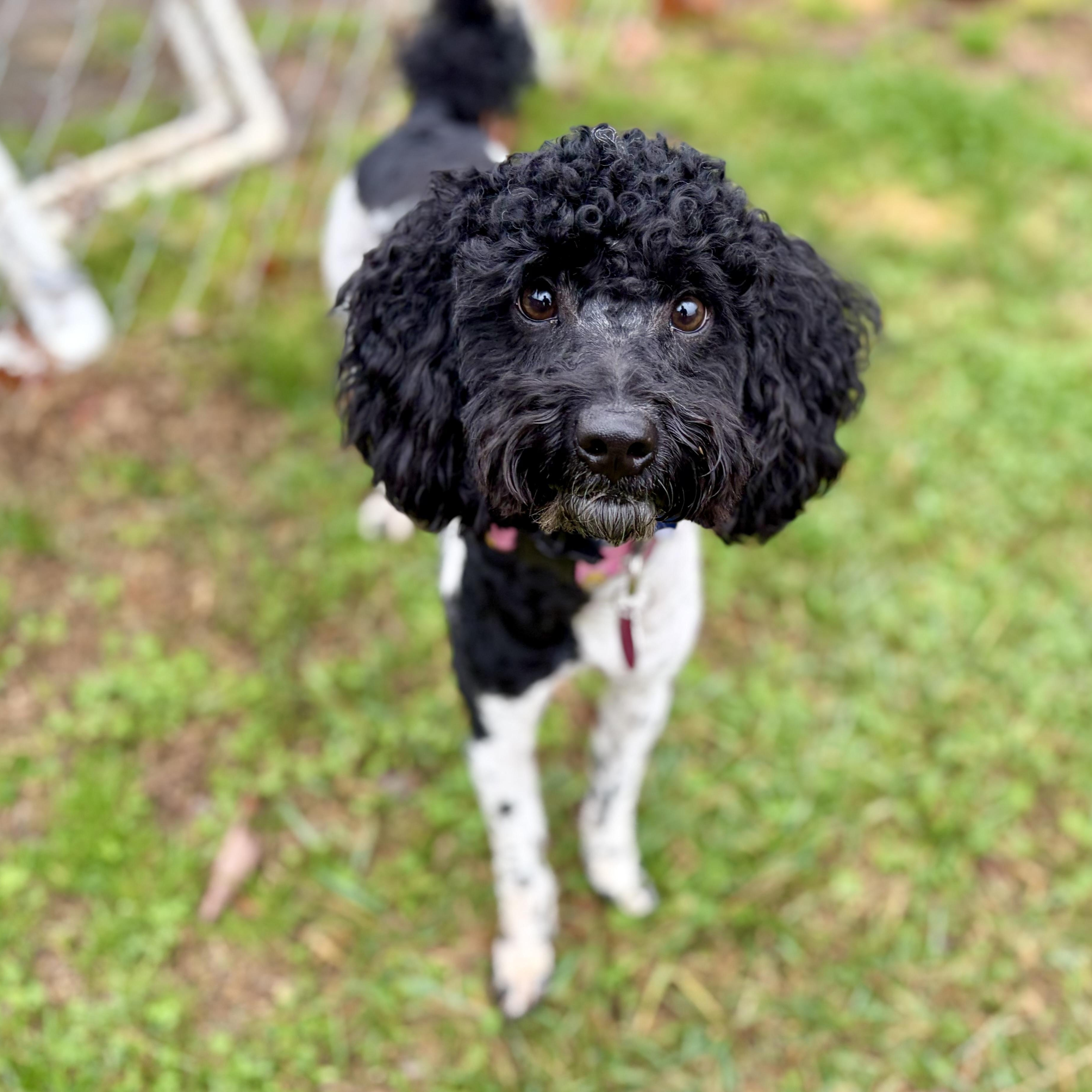 Enlarge Teddy, an adopted Miniature Poodle in Greensboro, NC image 5/6