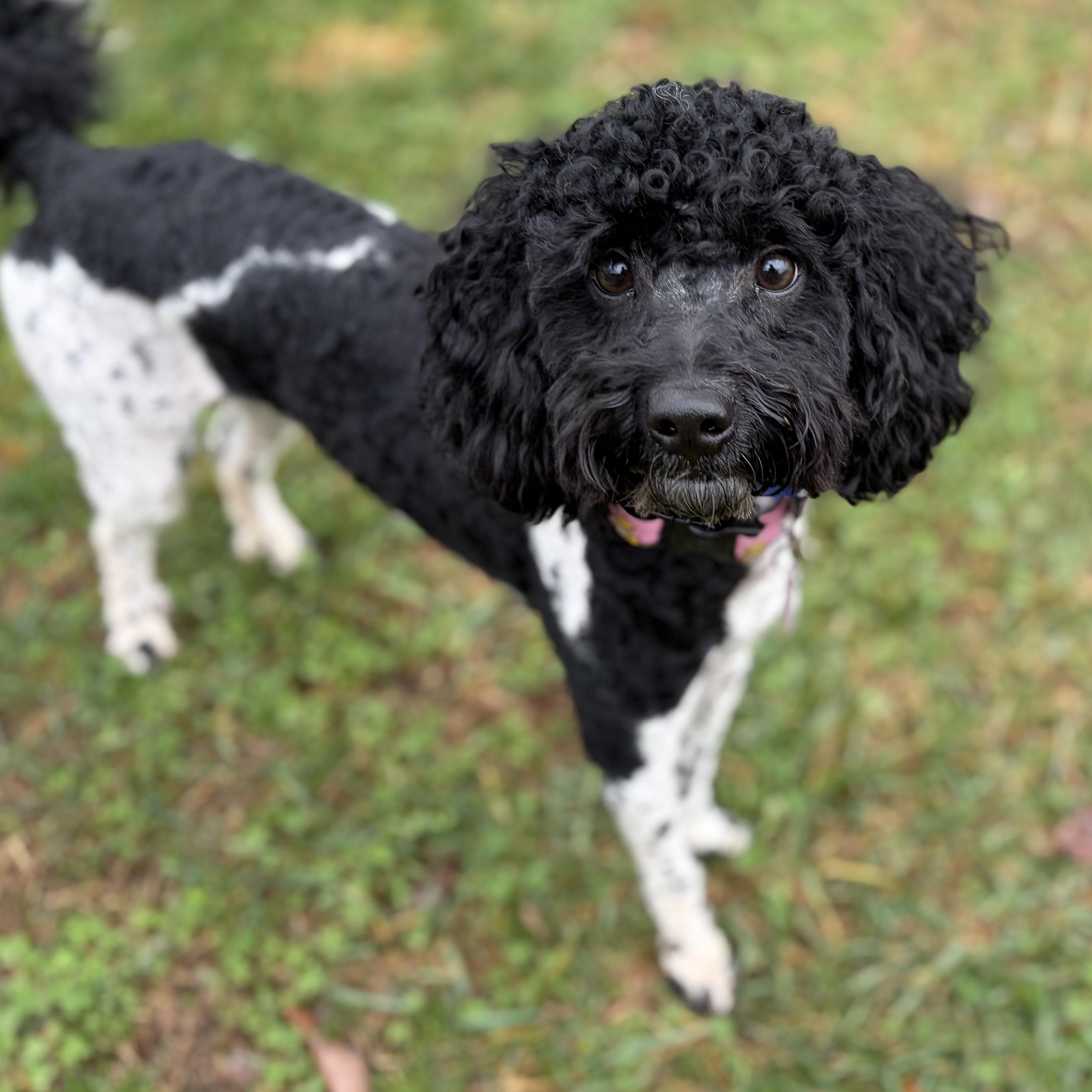 Teddy, adopted, Young Male Miniature Poodle.