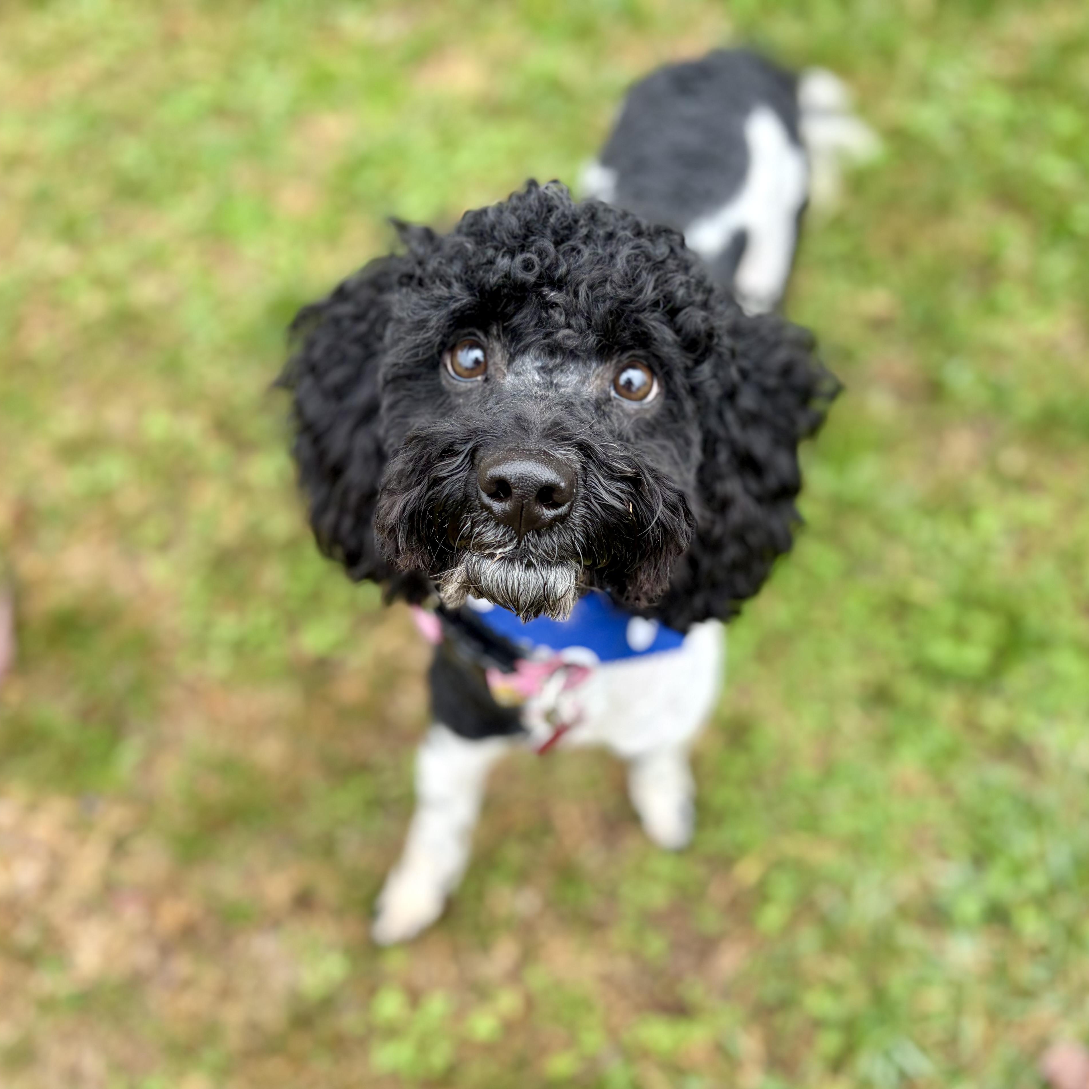 Enlarge Teddy, an adopted Miniature Poodle in Greensboro, NC image 2/6