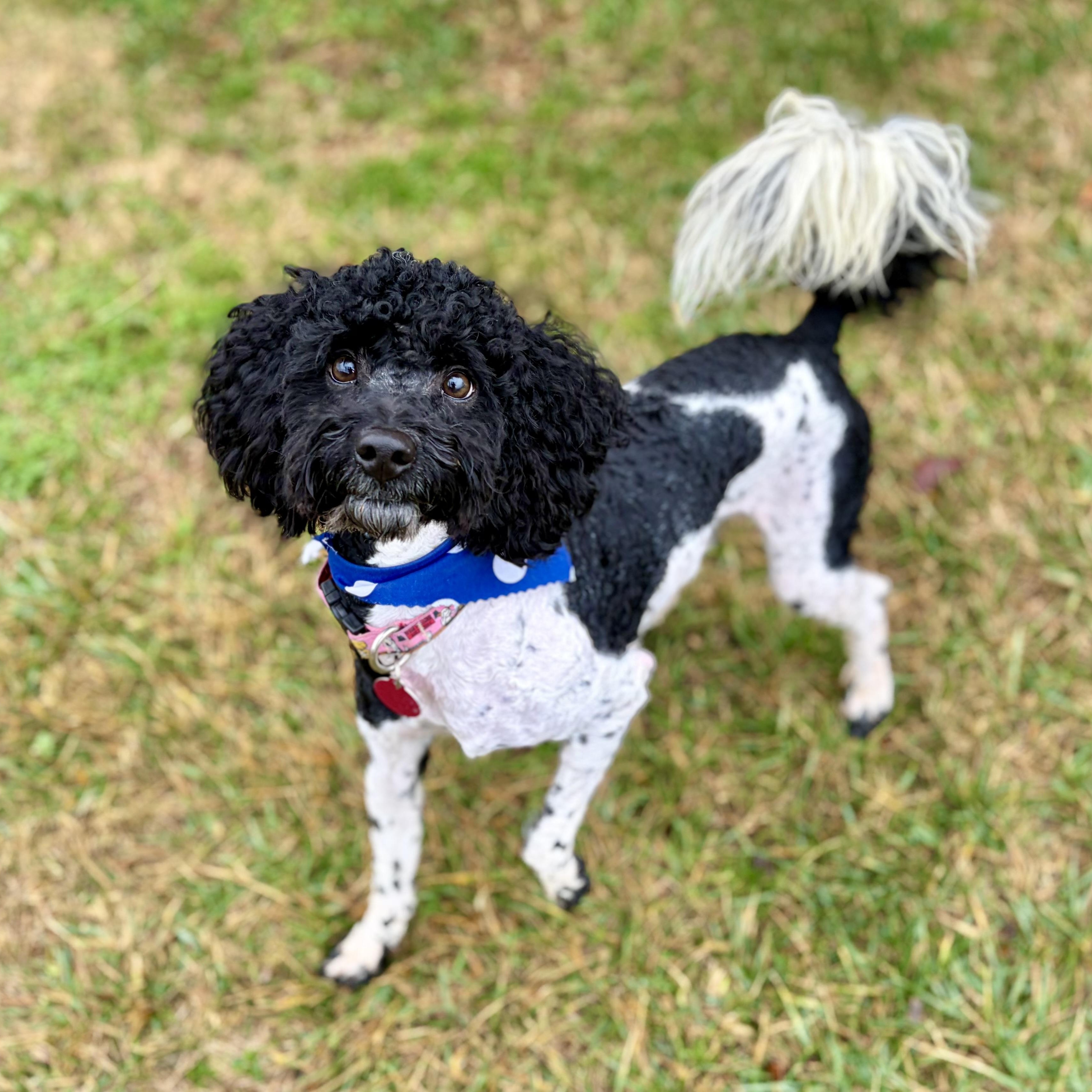 Enlarge Teddy, an adopted Miniature Poodle in Greensboro, NC image 3/6