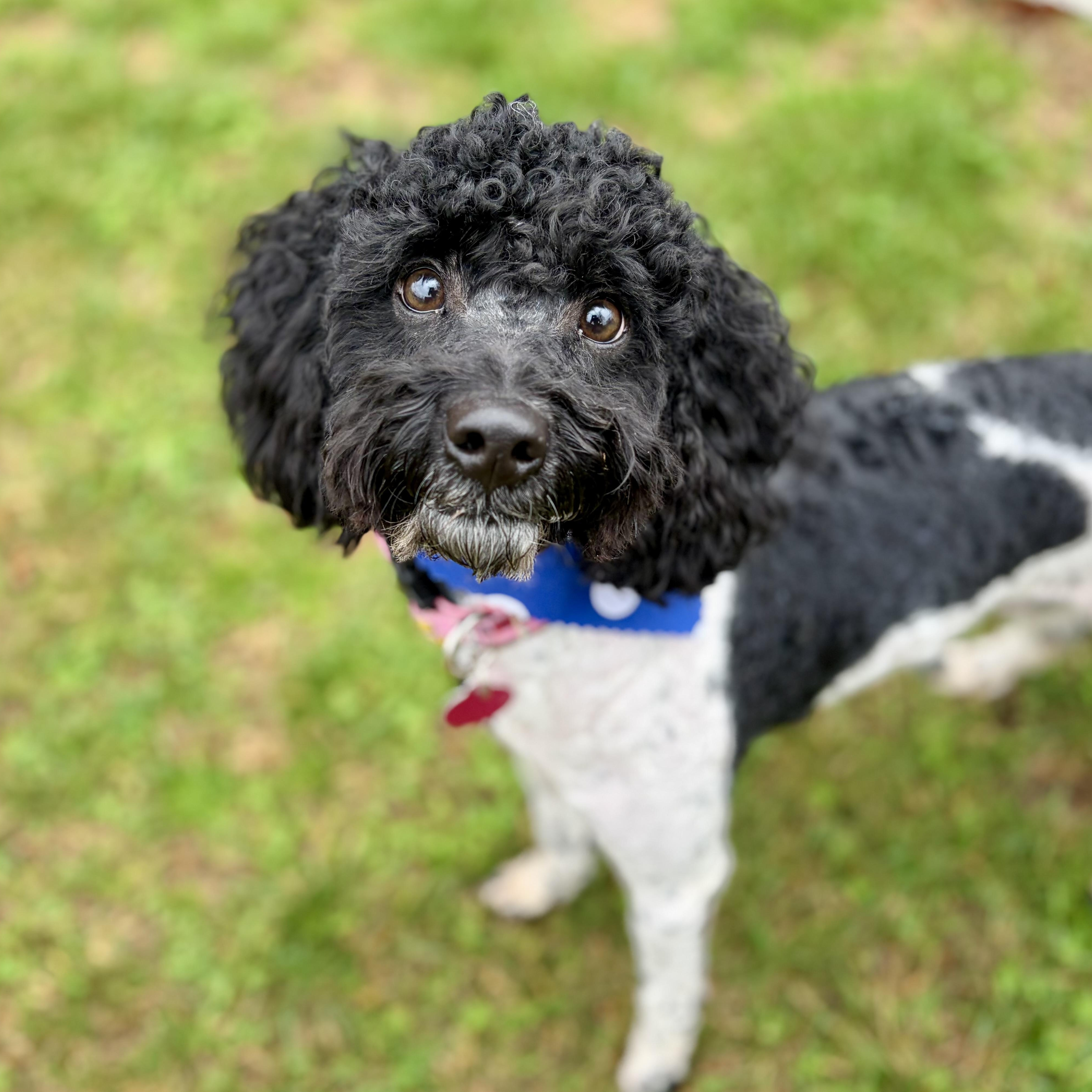 Enlarge Teddy, an adopted Miniature Poodle in Greensboro, NC image 4/6