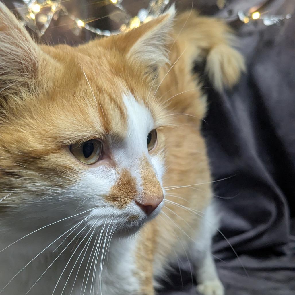 Enlarge Mr. Magoo, a Adoptable Domestic Long Hair in Chesapeake, VA image 1/3