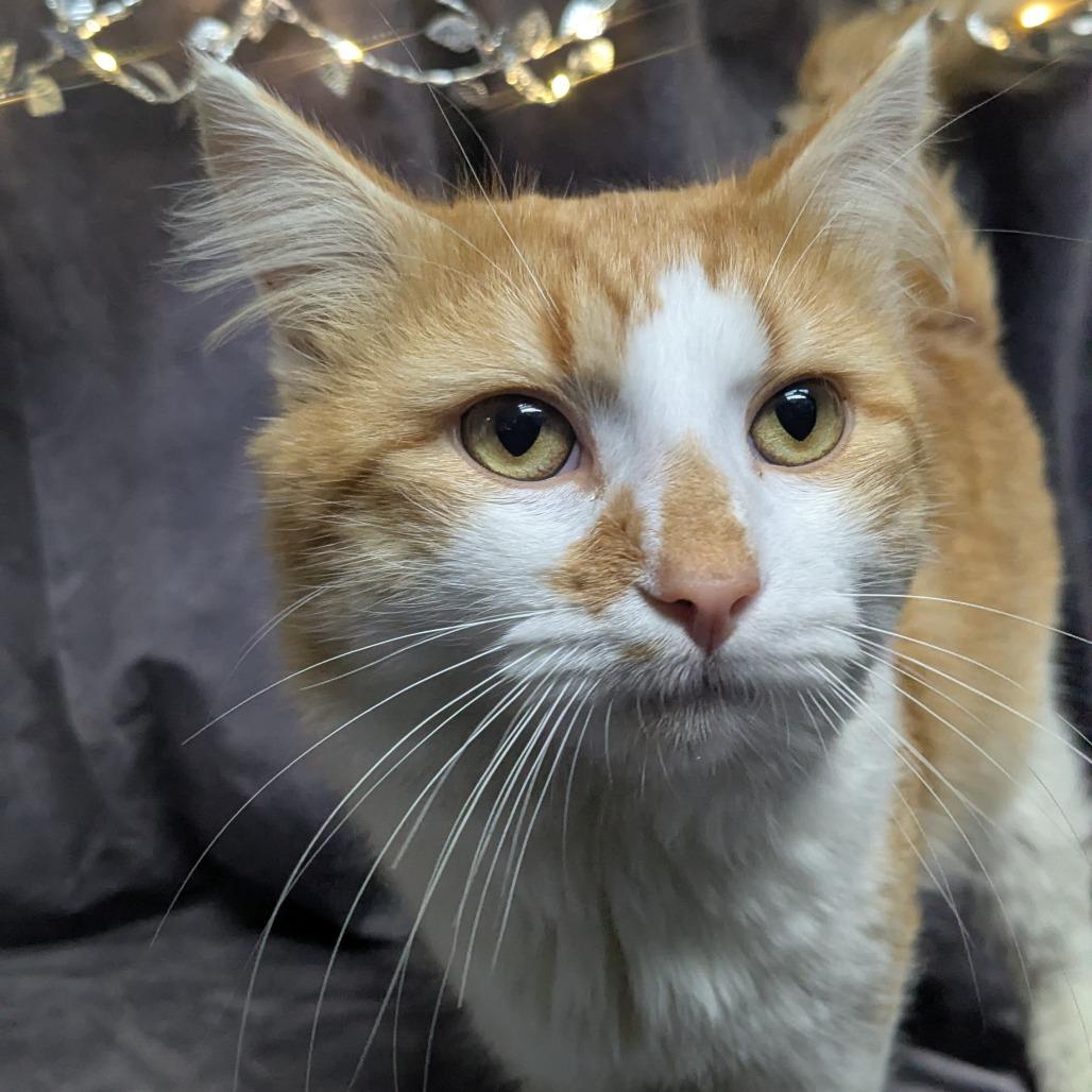 Enlarge Mr. Magoo, a Adoptable Domestic Long Hair in Chesapeake, VA image 2/3