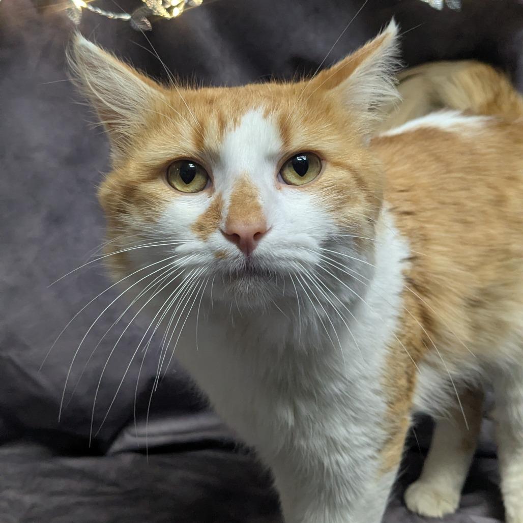 Enlarge Mr. Magoo, a Adoptable Domestic Long Hair in Chesapeake, VA image 3/3