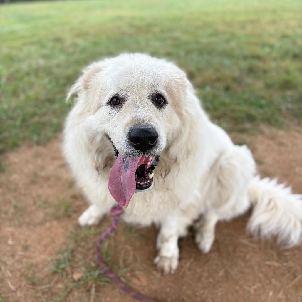 Enlarge Winter, a Adoptable Great Pyrenees in Fairfax Station, VA image 1/6