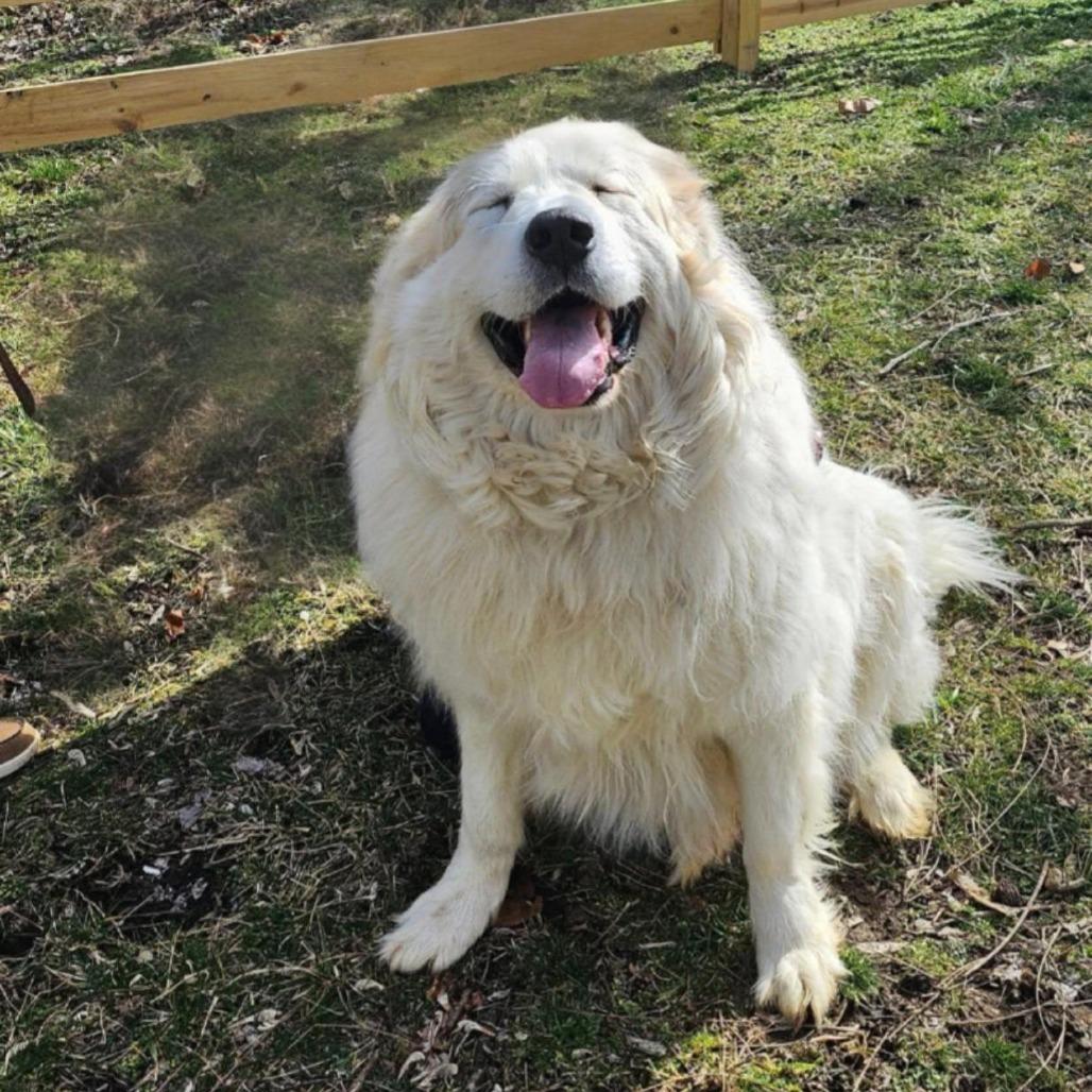Enlarge Winter, a Adoptable Great Pyrenees in Fairfax Station, VA image 2/6