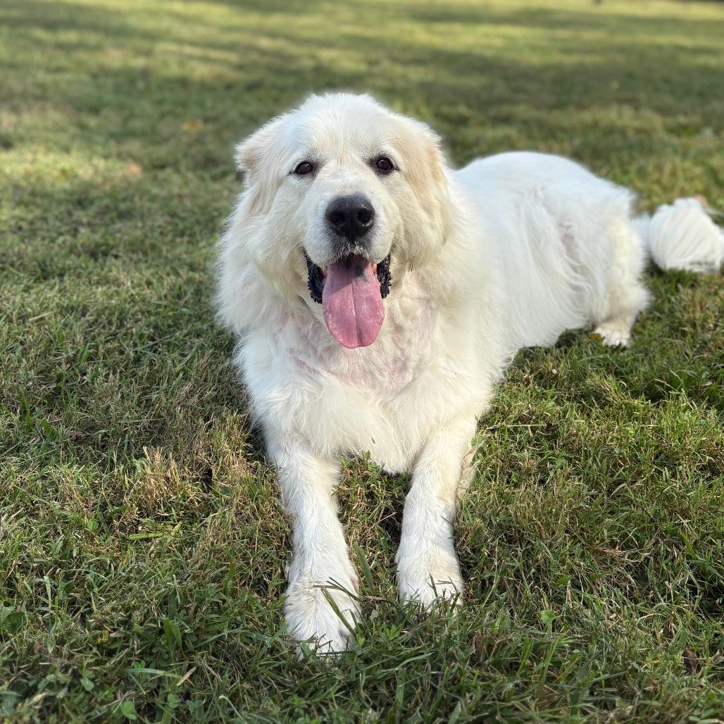 Enlarge Winter, a Adoptable Great Pyrenees in Fairfax Station, VA image 3/6
