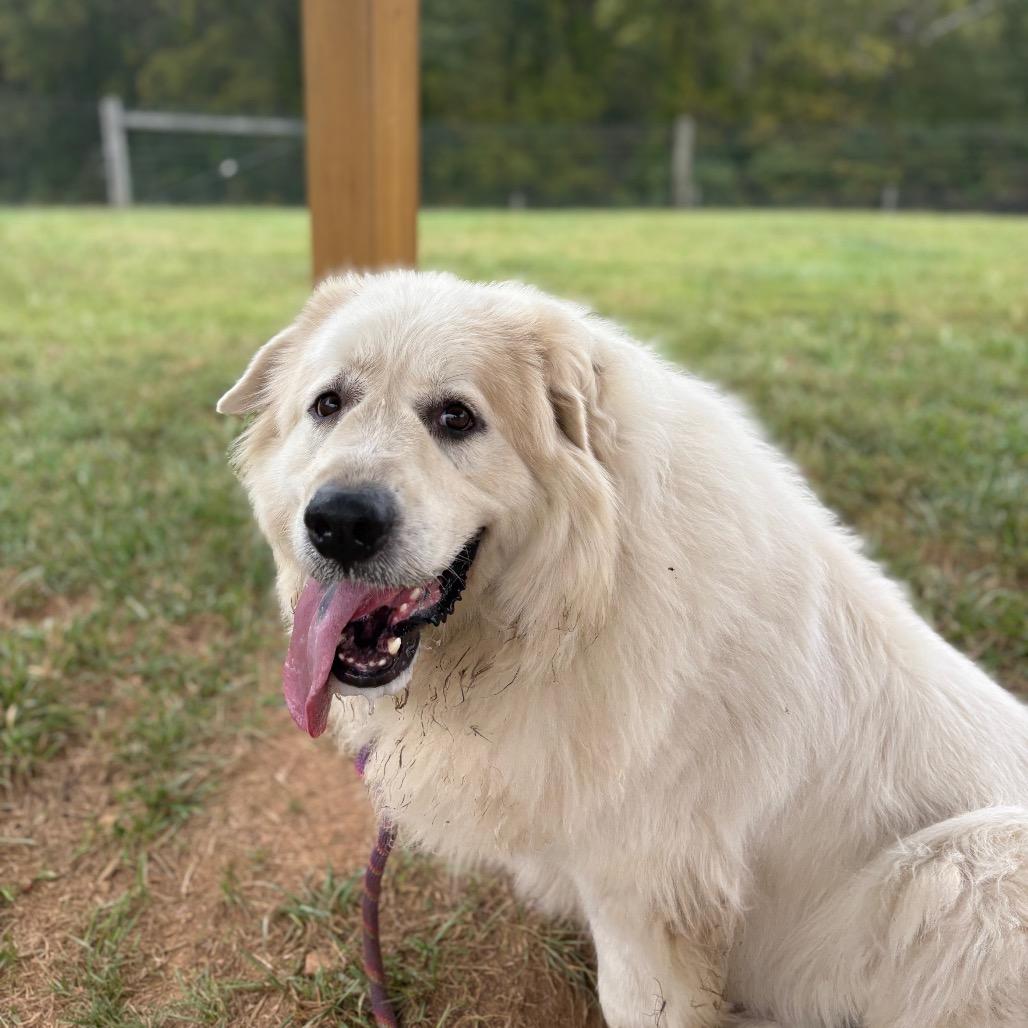 Enlarge Winter, a Adoptable Great Pyrenees in Fairfax Station, VA image 4/6
