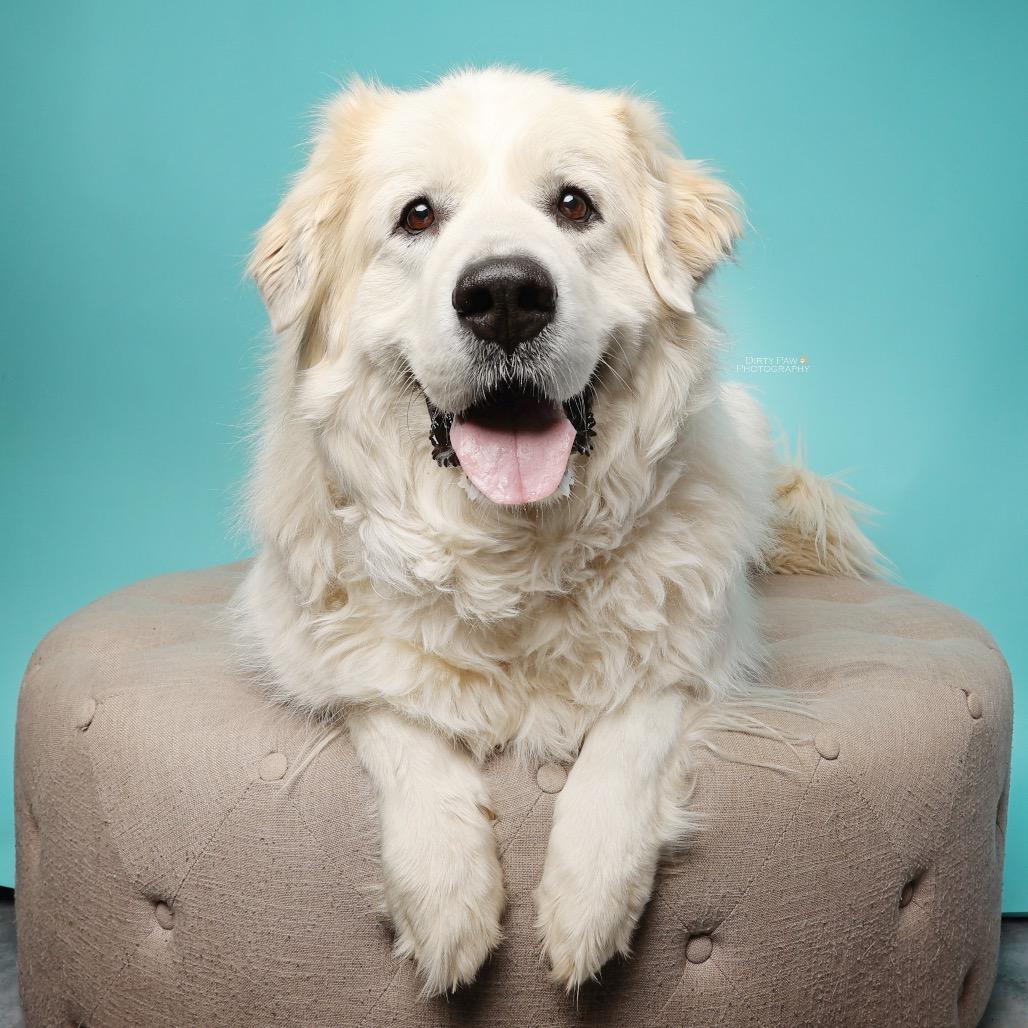 Enlarge Winter, a Adoptable Great Pyrenees in Fairfax Station, VA image 5/6
