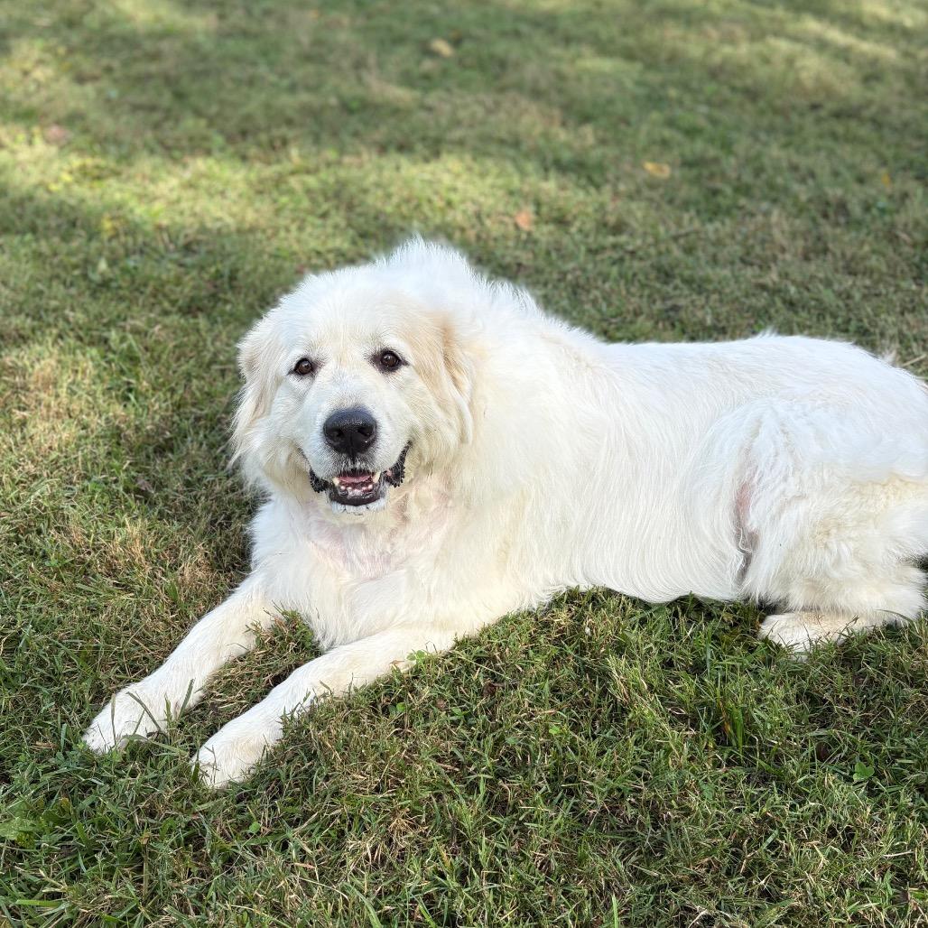 Enlarge Winter, a Adoptable Great Pyrenees in Fairfax Station, VA image 6/6