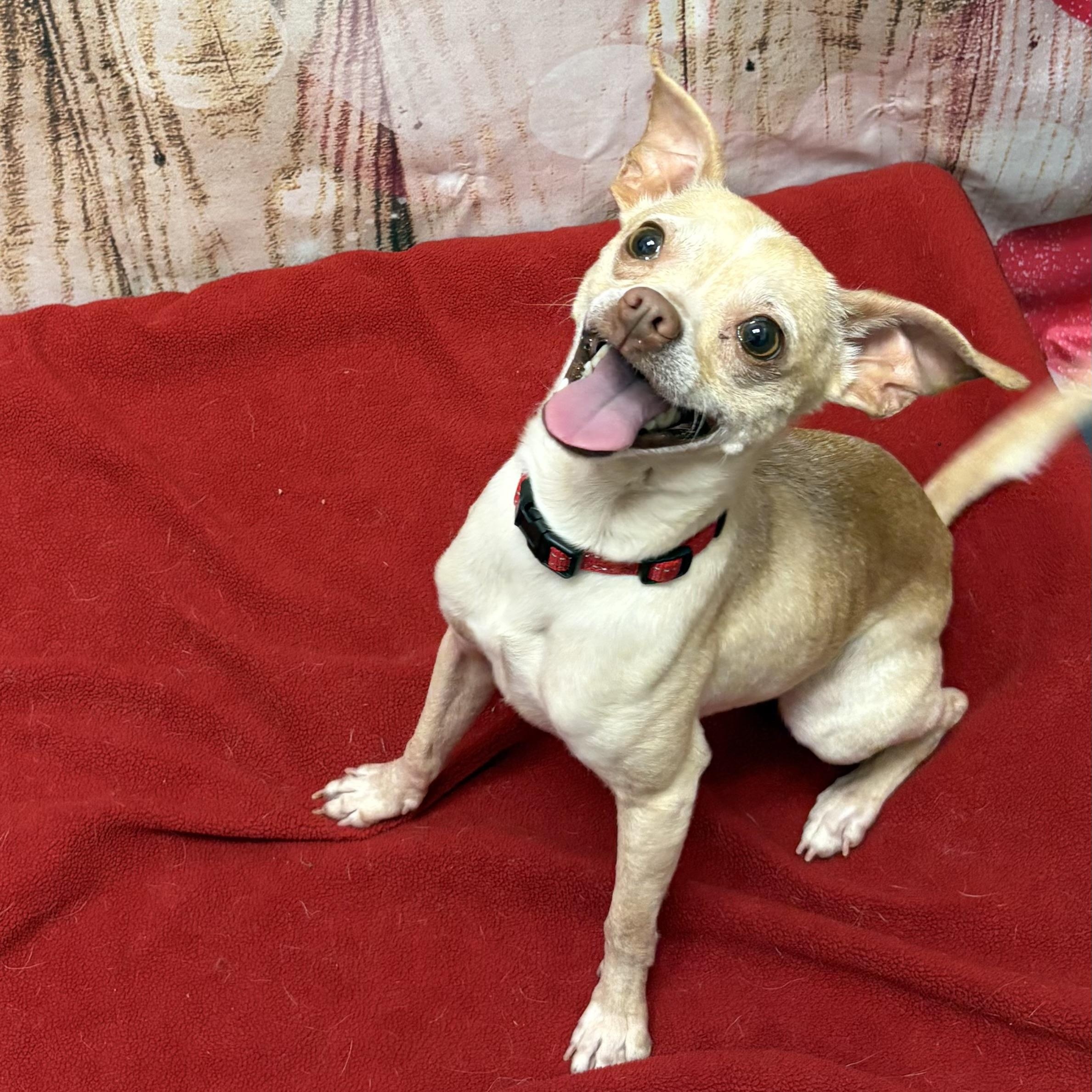 Enlarge Guerro, an adopted Chihuahua in West Valley, UT image 1/3