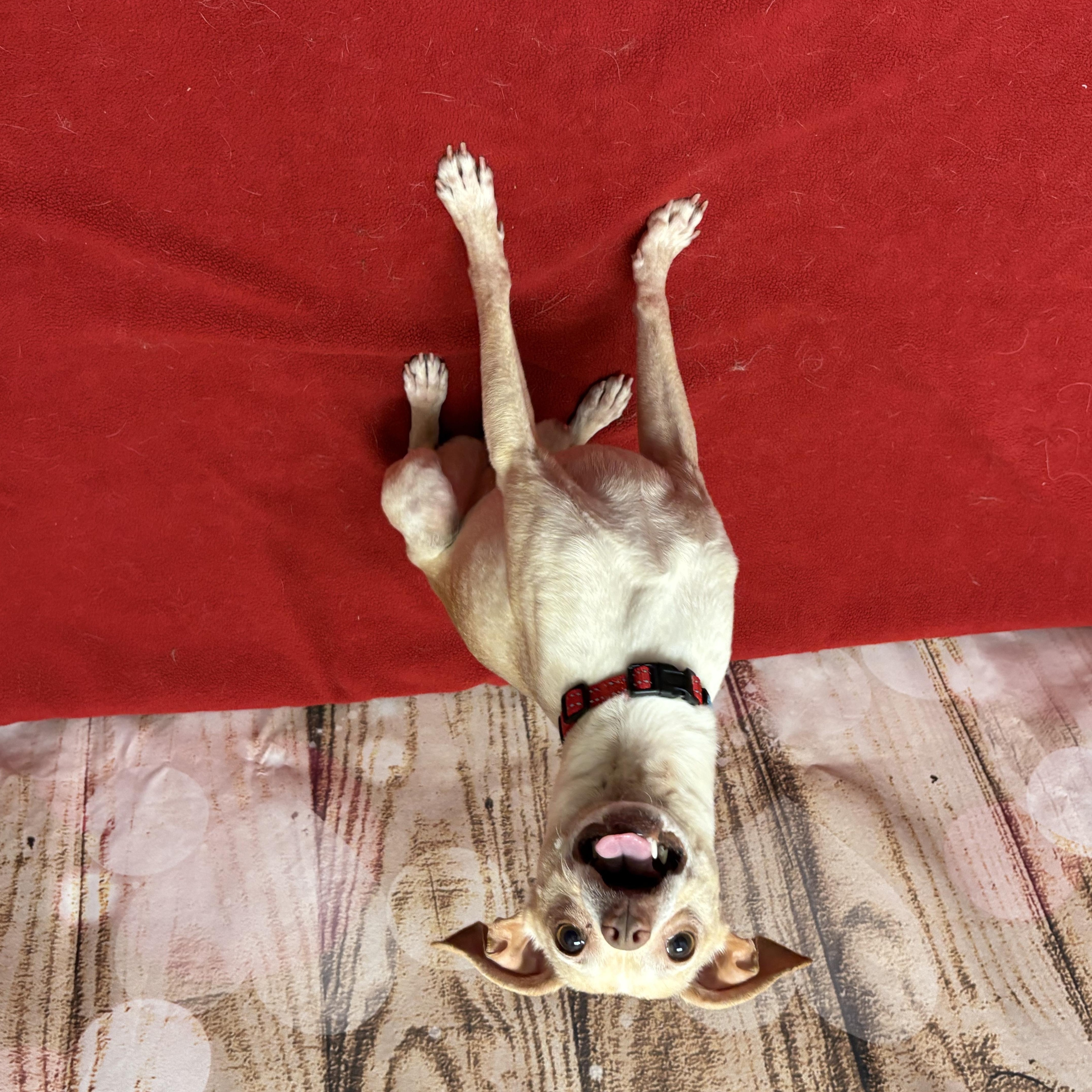 Enlarge Guerro, an adopted Chihuahua in West Valley, UT image 2/3