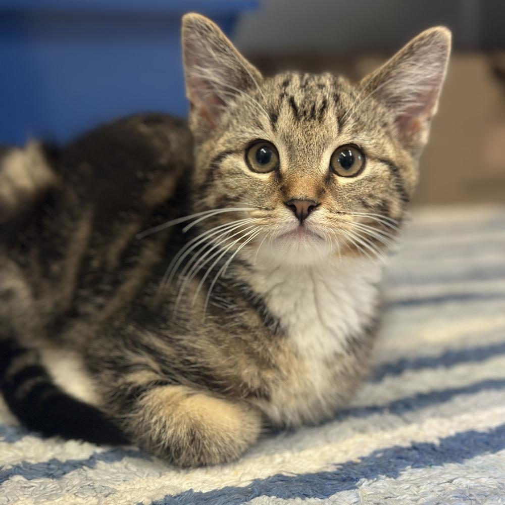 Enlarge Biscotti, a Adoptable mixed breed in Columbus, OH image 1/1