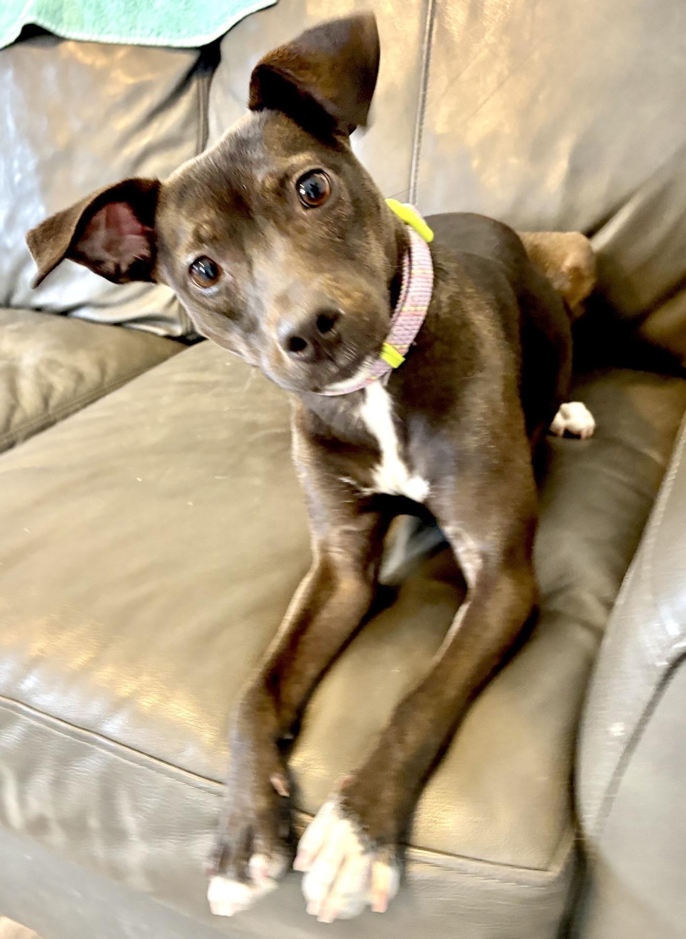 Enlarge Tiki, a Adoptable mixed breed in Oxford, MI image 2/6