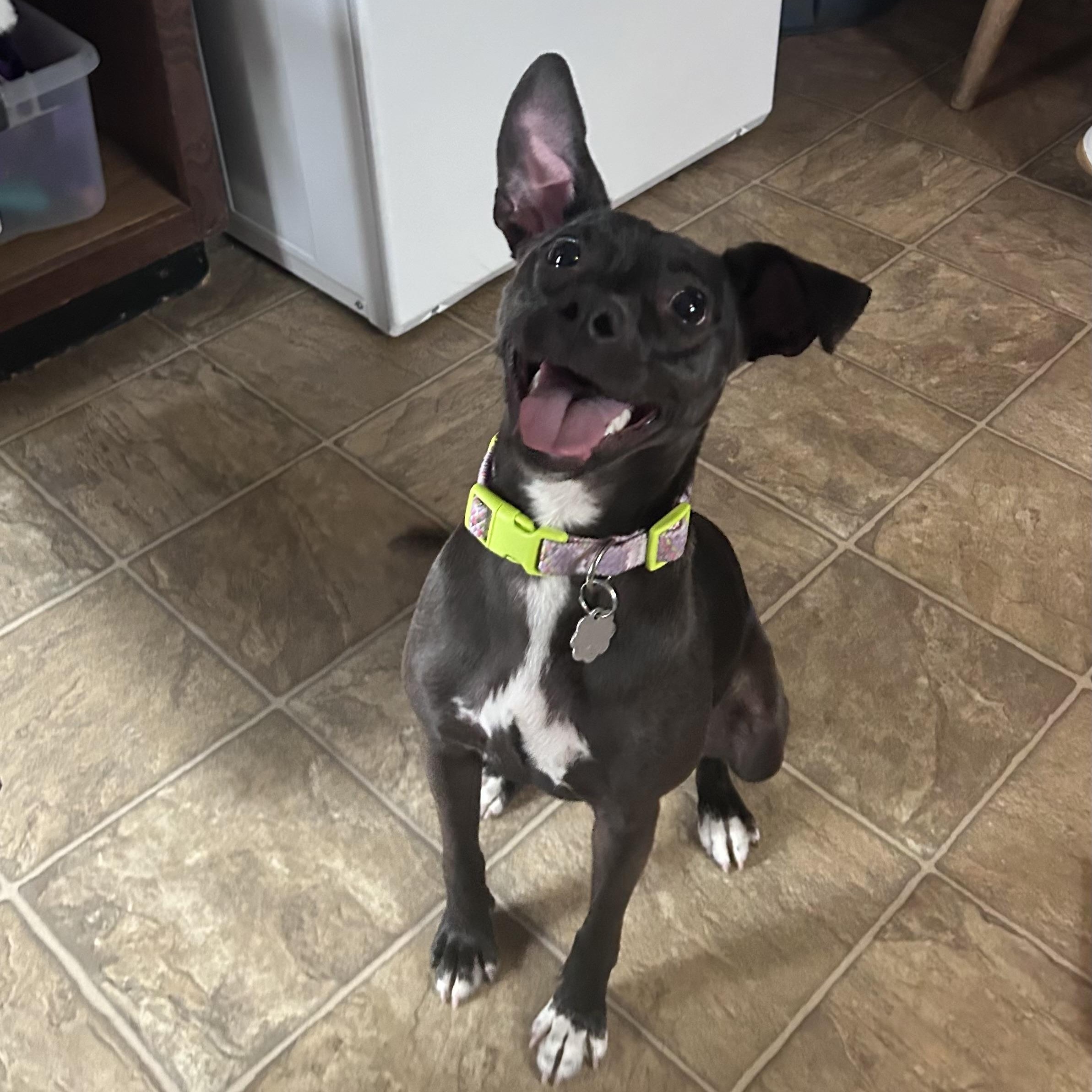 Enlarge Tiki, a Adoptable mixed breed in Oxford, MI image 6/6