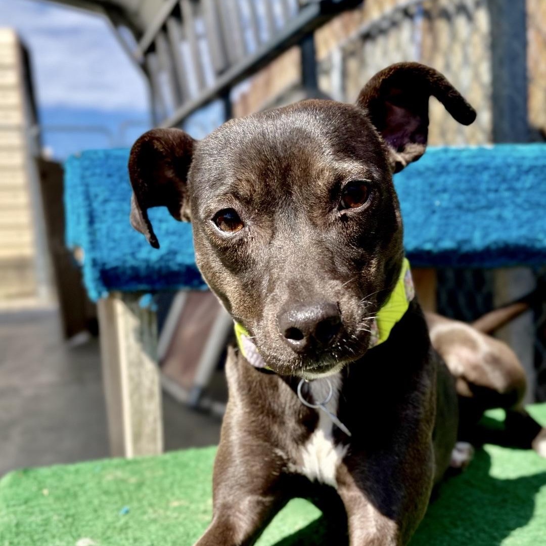 Tiki, Adoptable, Young Female Miniature Pinscher & Mixed Breed.