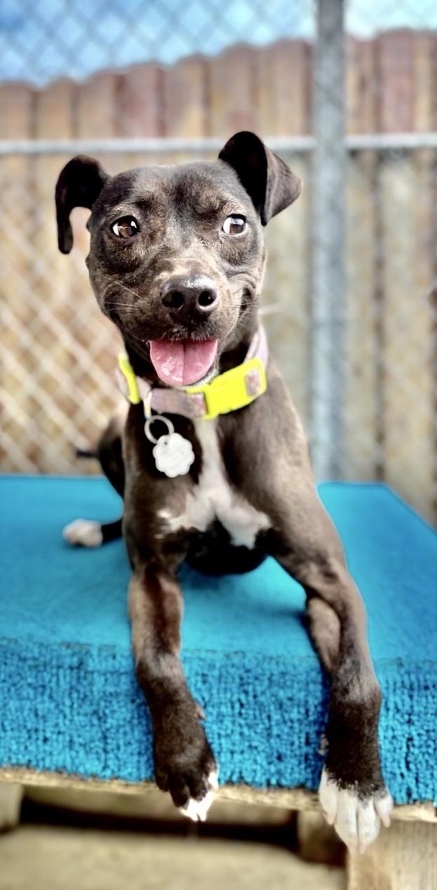 Enlarge Tiki, a Adoptable mixed breed in Oxford, MI image 3/6