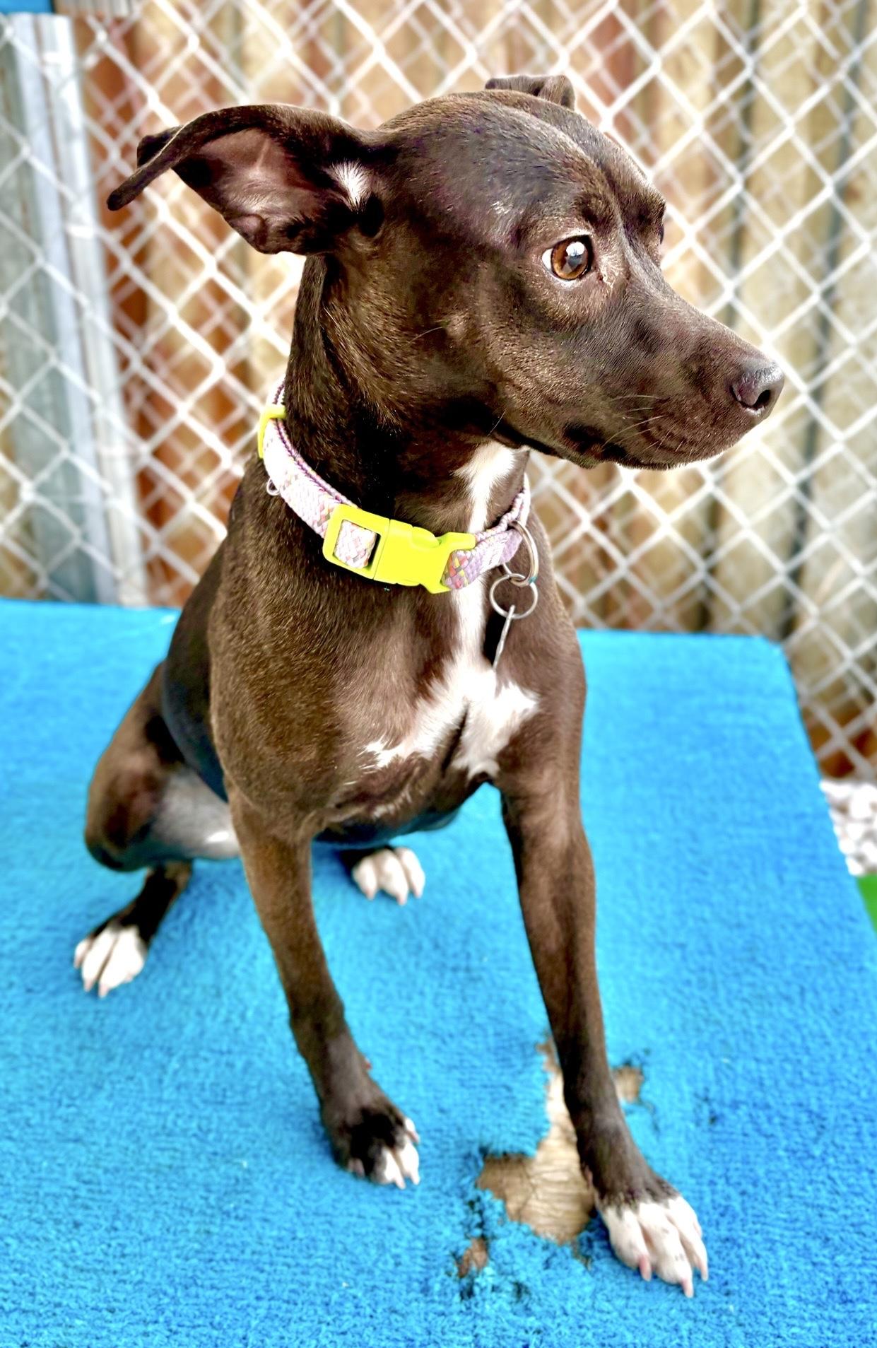 Enlarge Tiki, a Adoptable mixed breed in Oxford, MI image 4/6