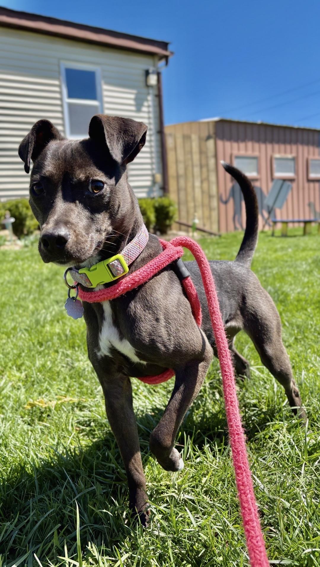 Enlarge Tiki, a Adoptable mixed breed in Oxford, MI image 5/6