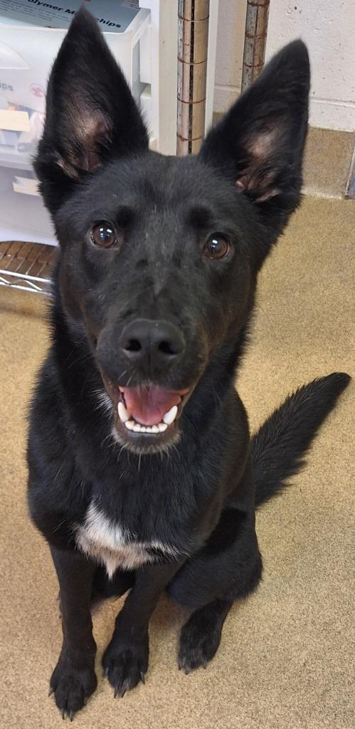 Goody, Adoptable, Young Female Mixed Breed.