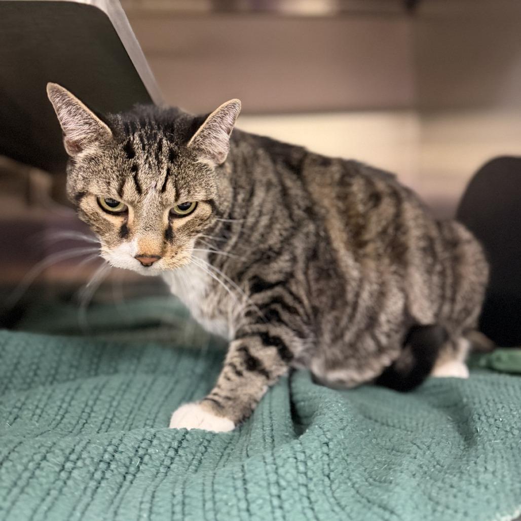 Moonpie, Adoptable, Senior Male Domestic Short Hair & Domestic Short Hair.