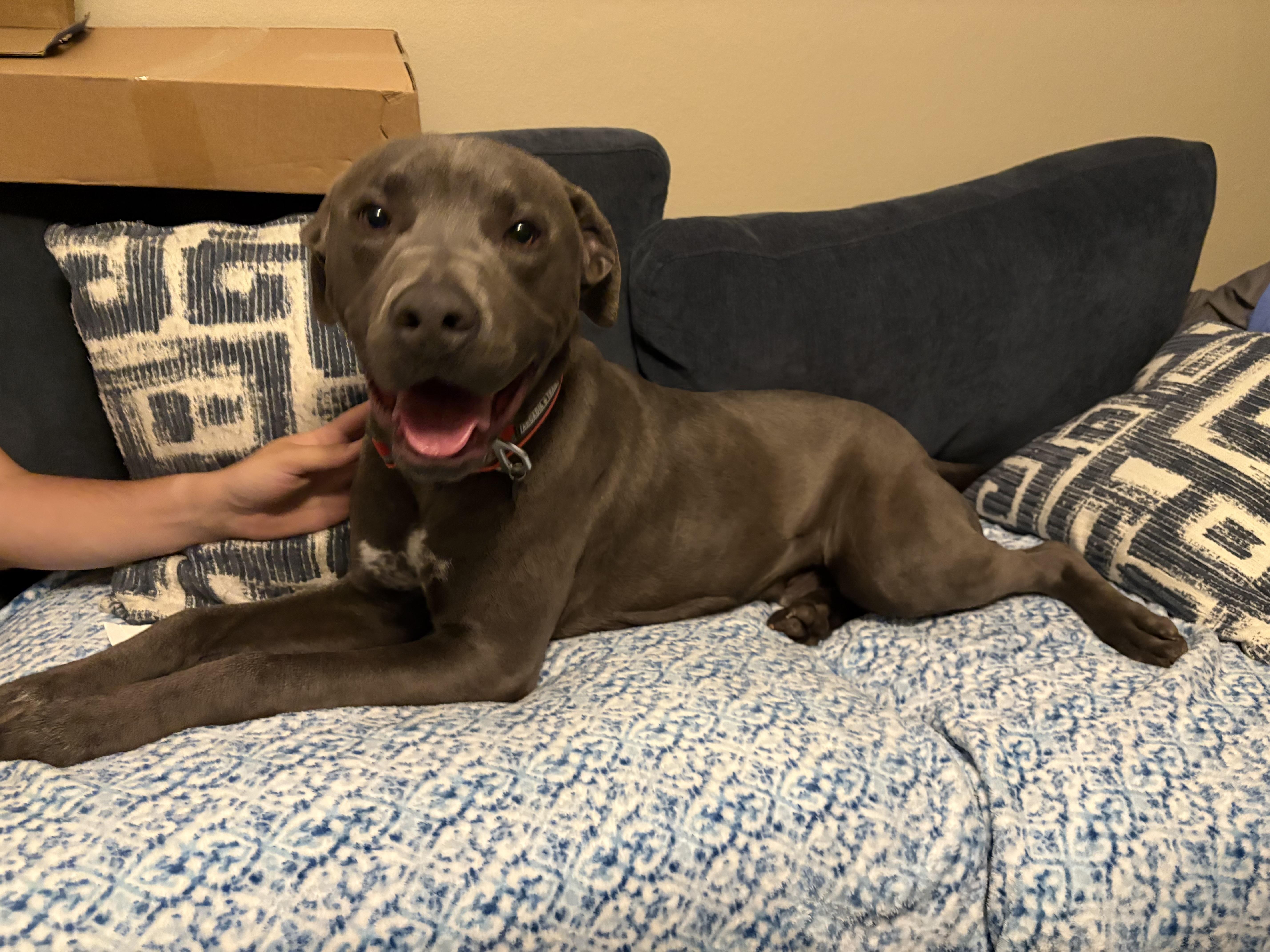 Caspian, a ADOPTABLE mixed breed in Port Saint Lucie, FL image 3/6