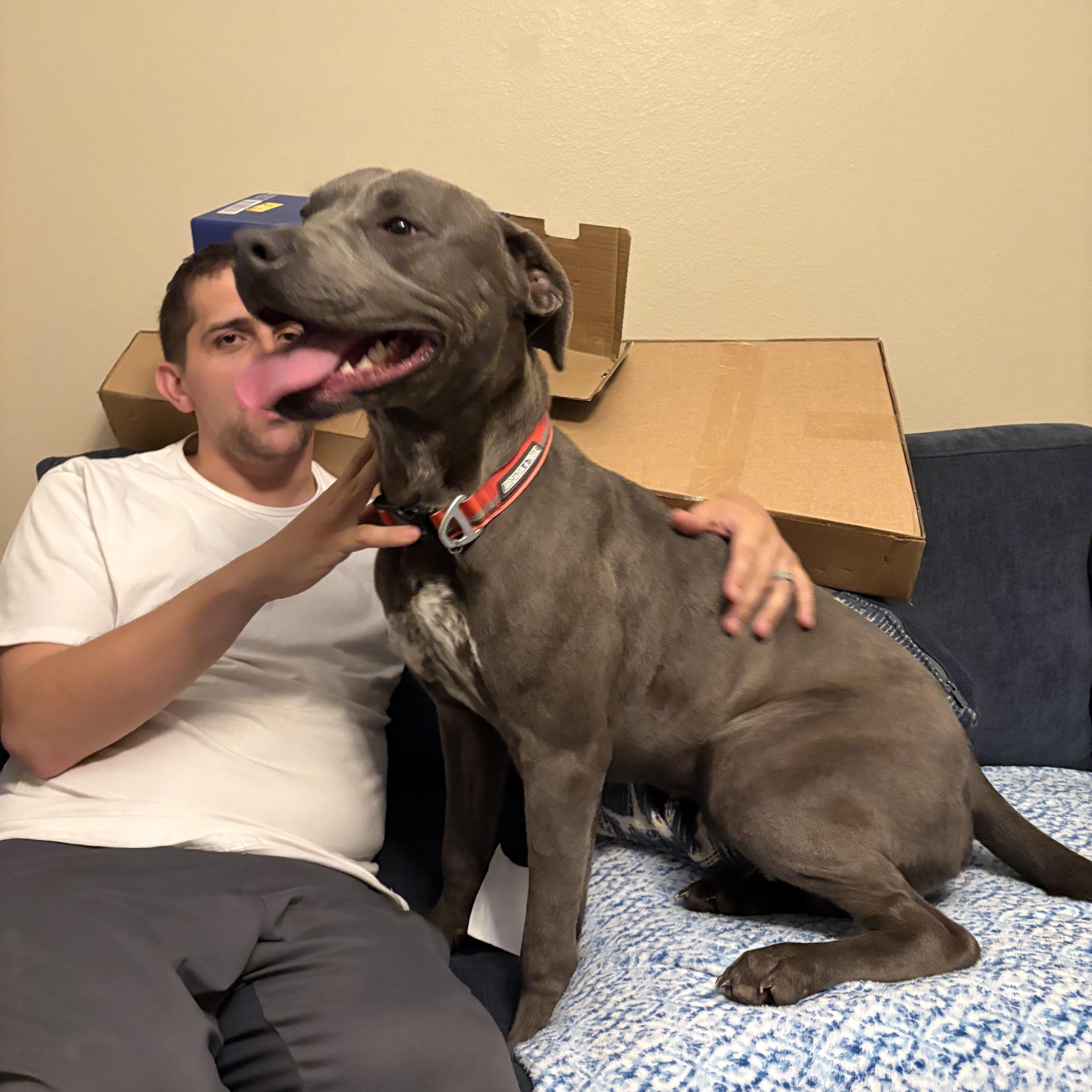 Caspian, a ADOPTABLE mixed breed in Port Saint Lucie, FL image 4/6