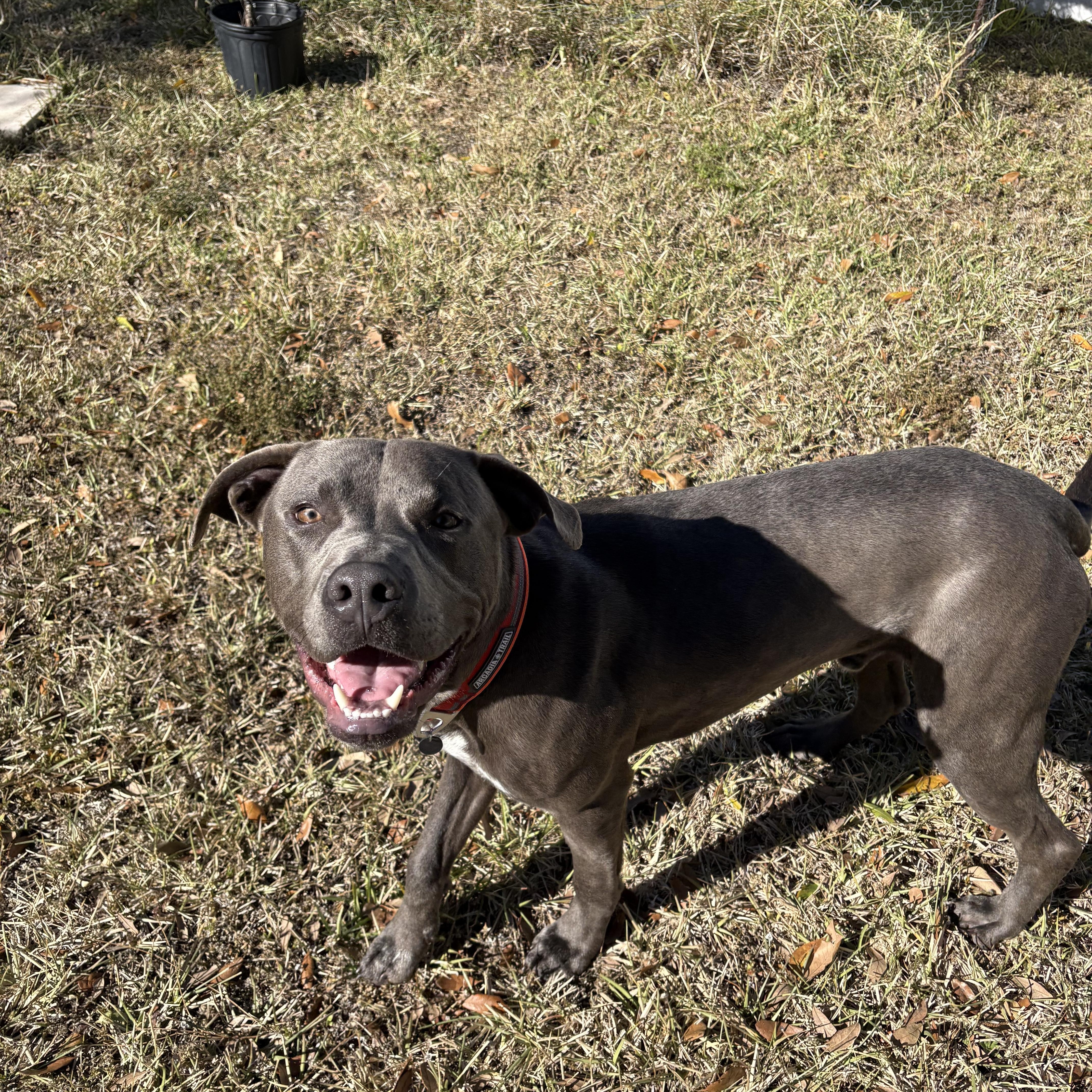 Caspian, a ADOPTABLE mixed breed in Port Saint Lucie, FL image 2/6