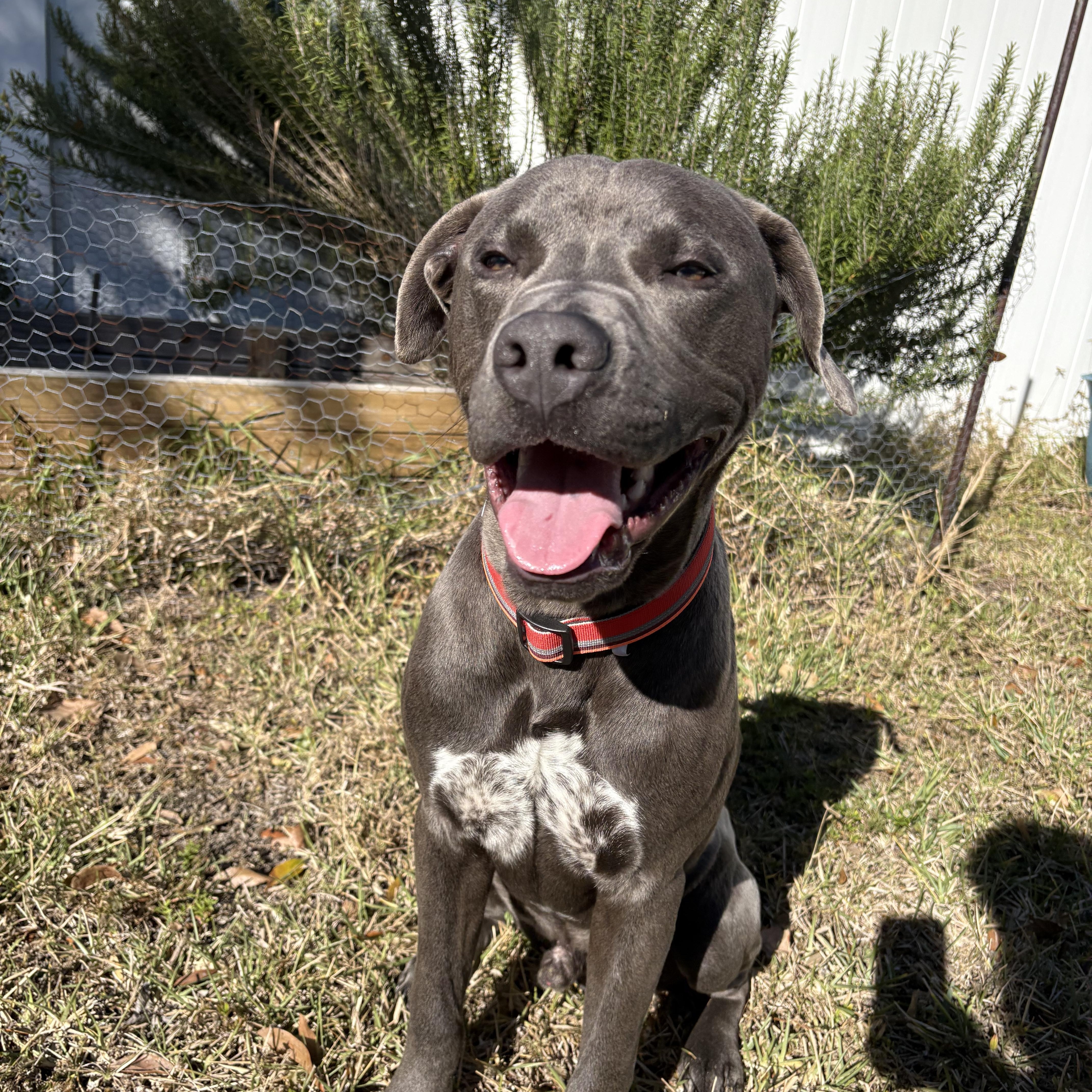 Caspian, a ADOPTABLE mixed breed in Port Saint Lucie, FL image 6/6