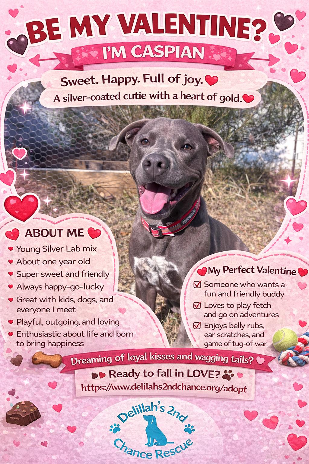 Caspian, ADOPTABLE, Young Male Labrador Retriever.