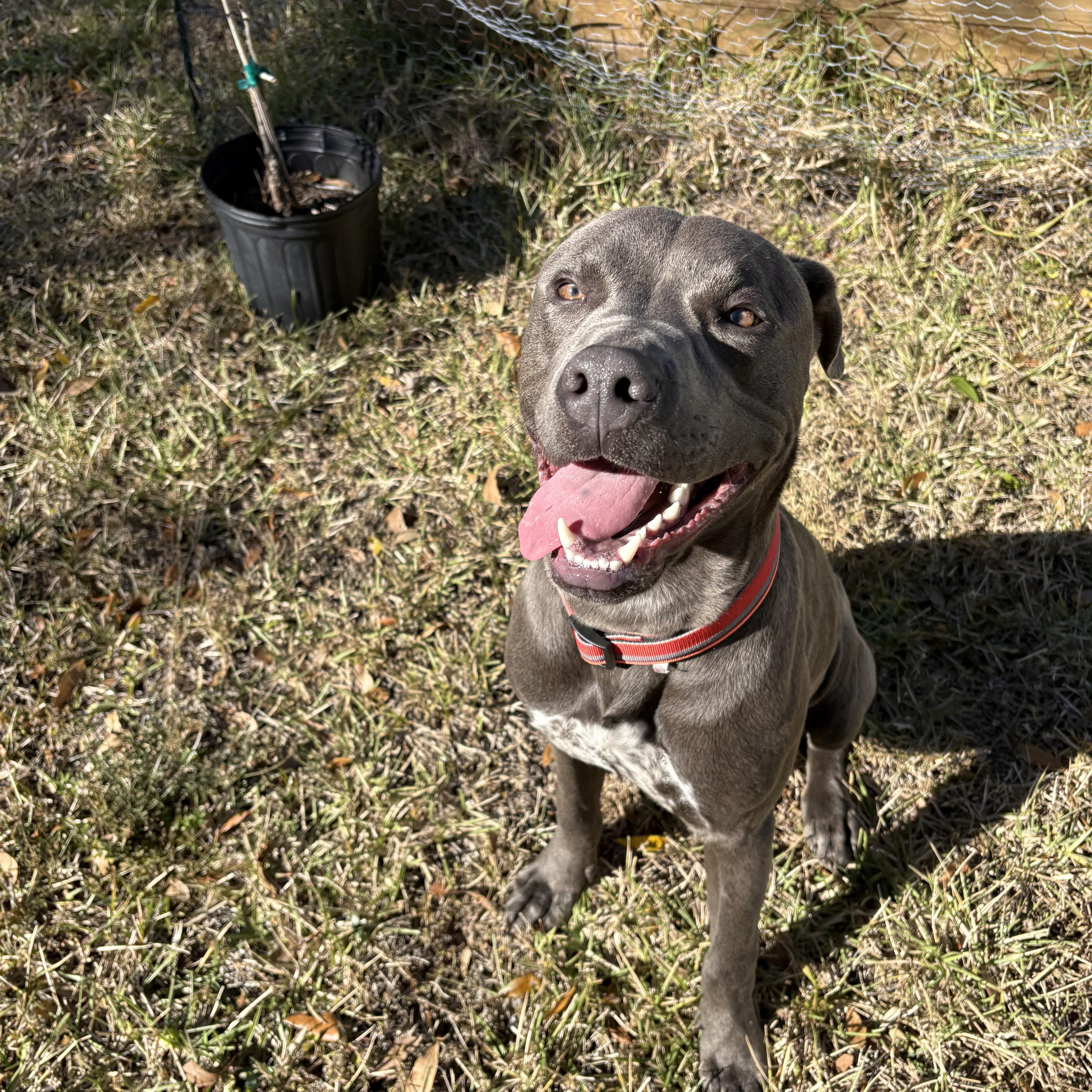 Caspian, a ADOPTABLE mixed breed in Port Saint Lucie, FL image 5/6